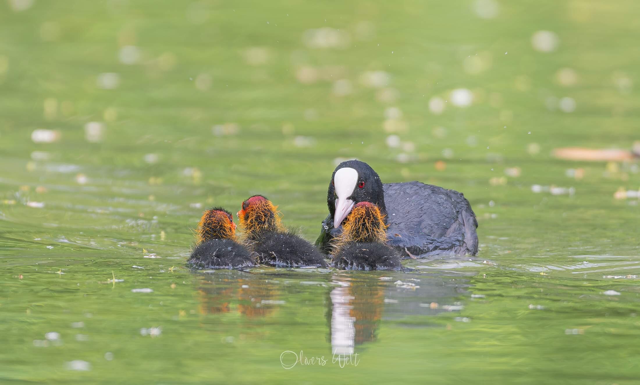 Bild ohne Beschreibung