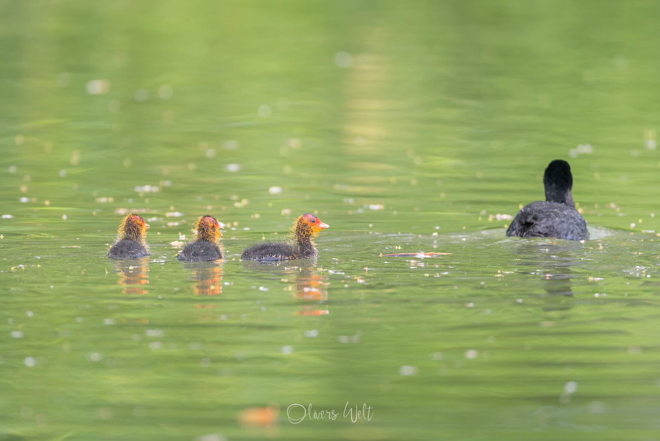 Bild ohne Beschreibung