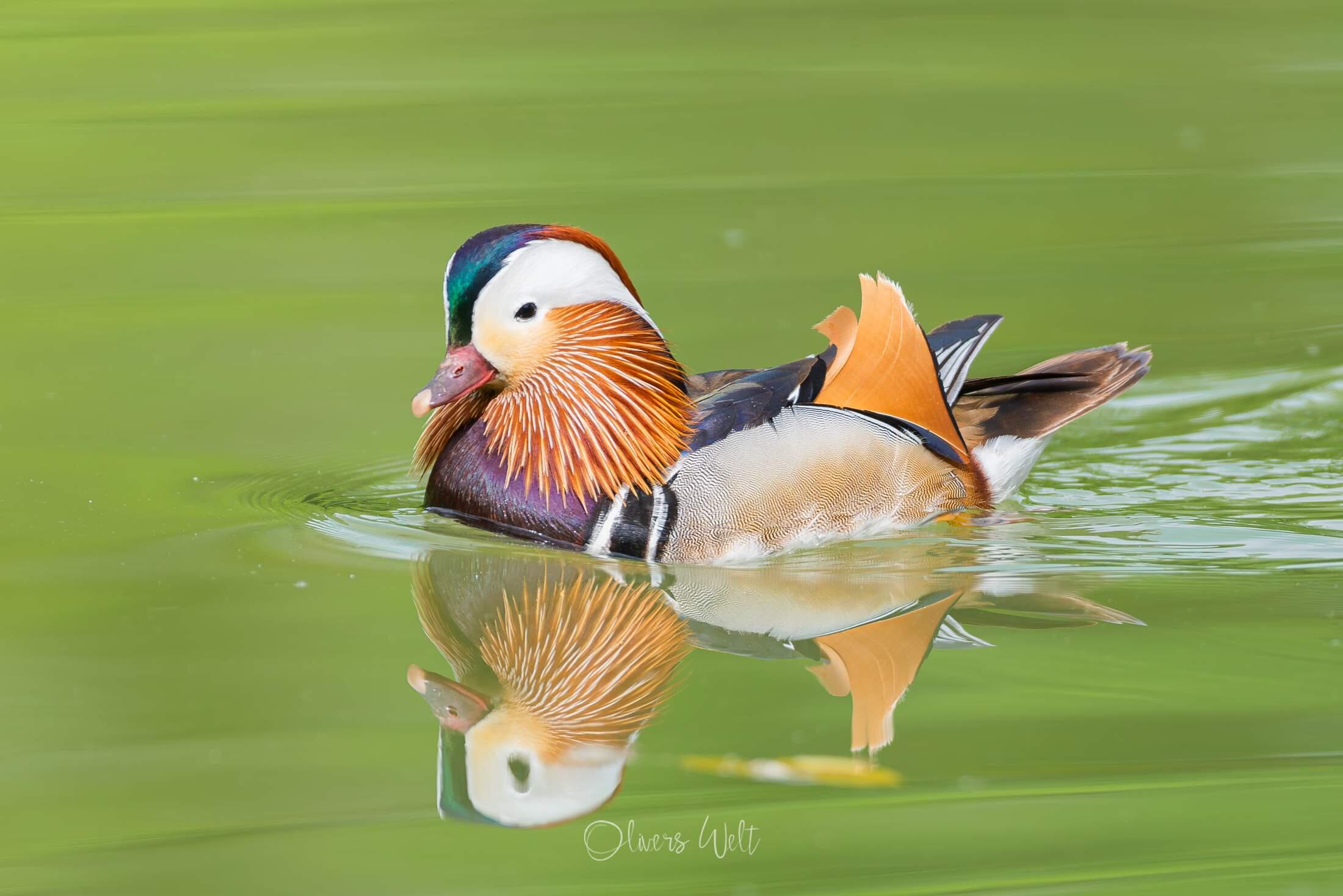 Bild ohne Beschreibung