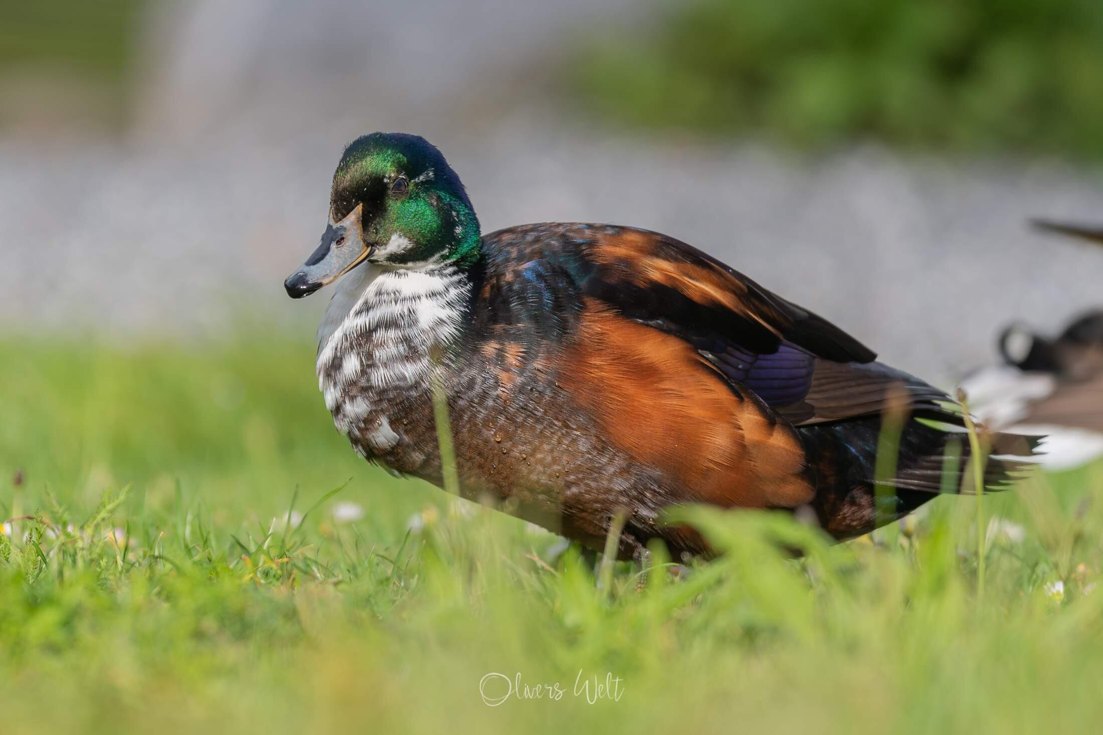 Bild ohne Beschreibung