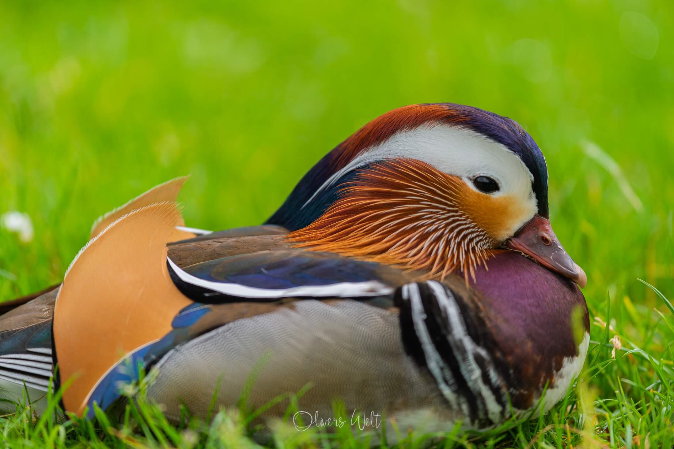 Bild ohne Beschreibung