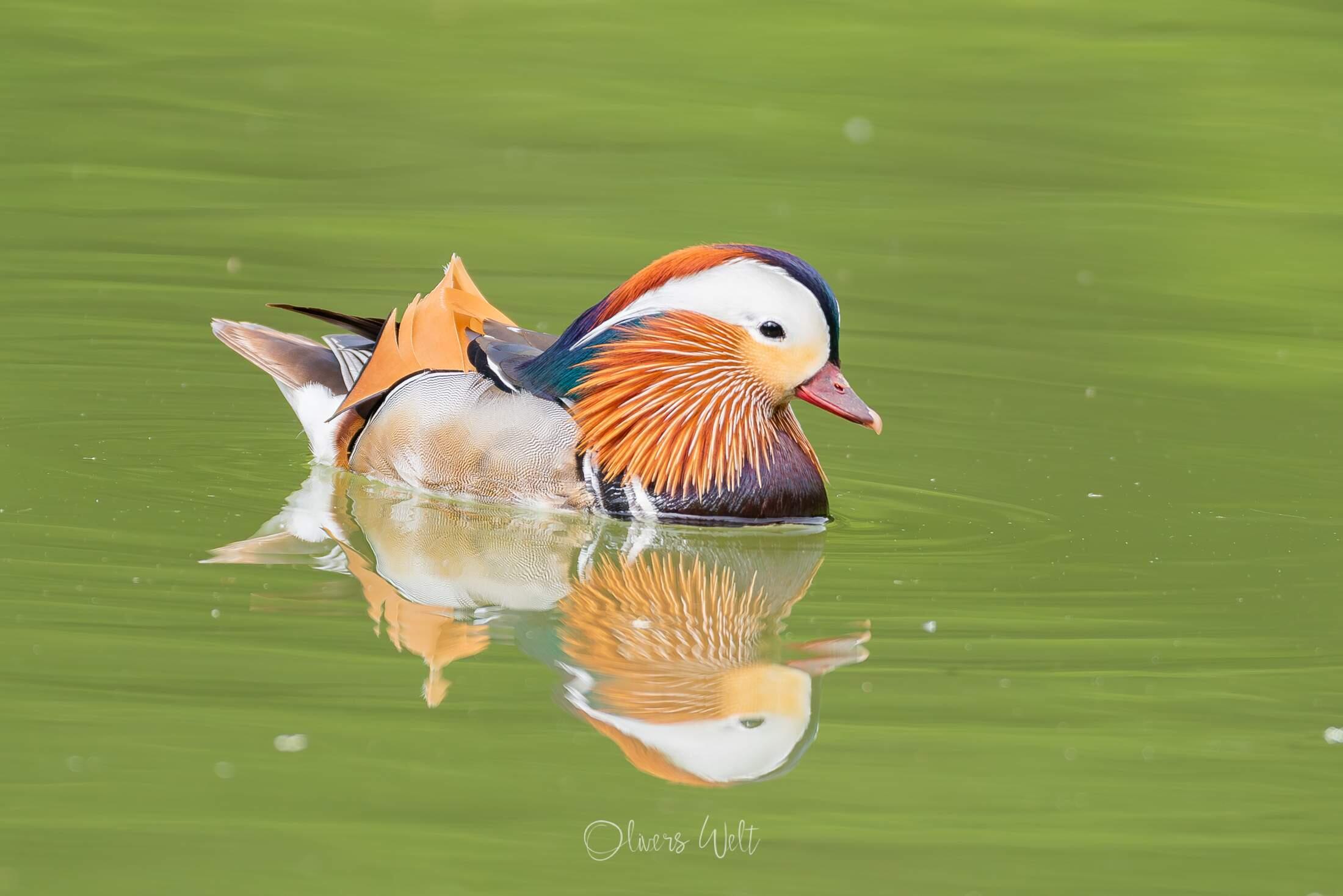 Bild ohne Beschreibung