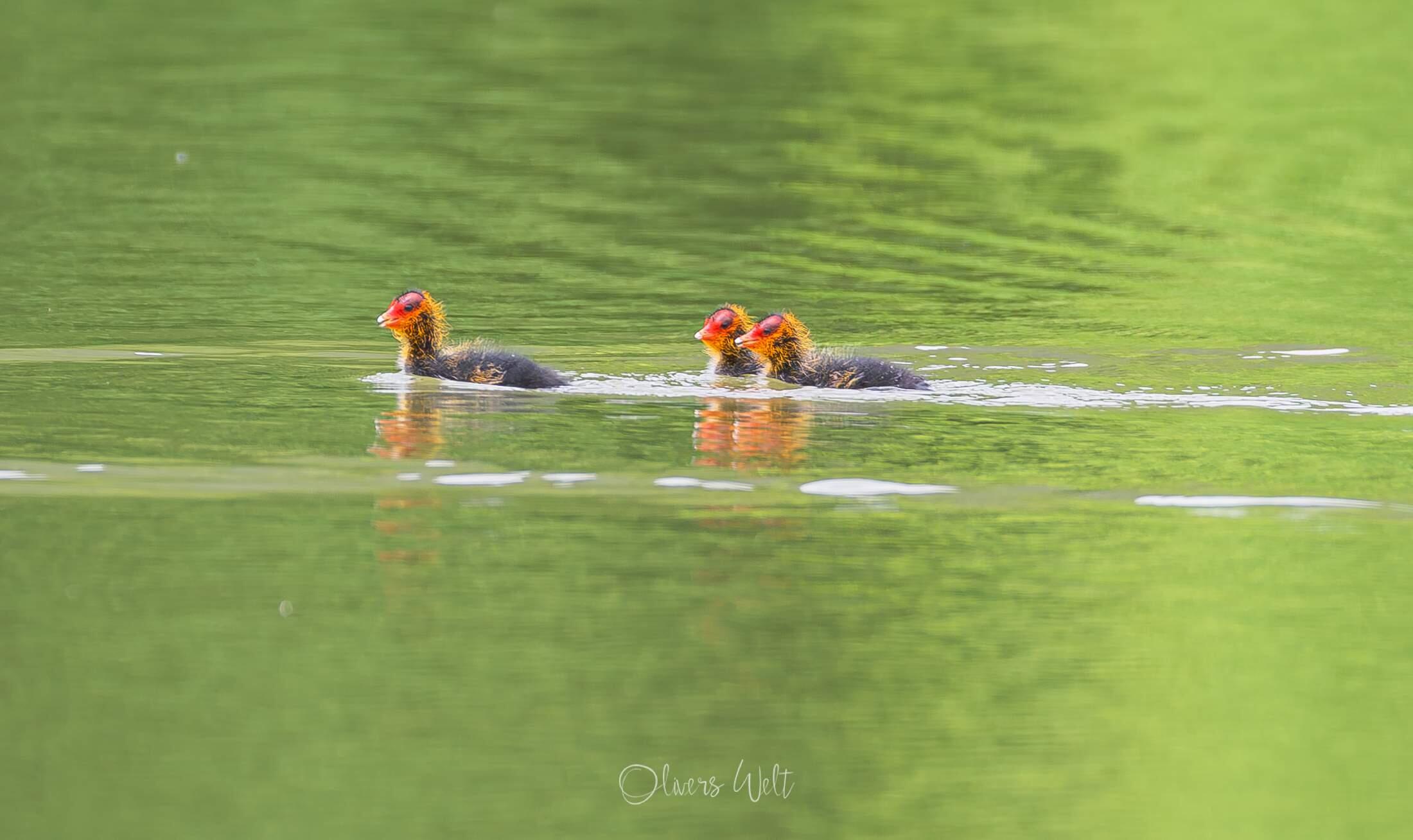 Bild ohne Beschreibung