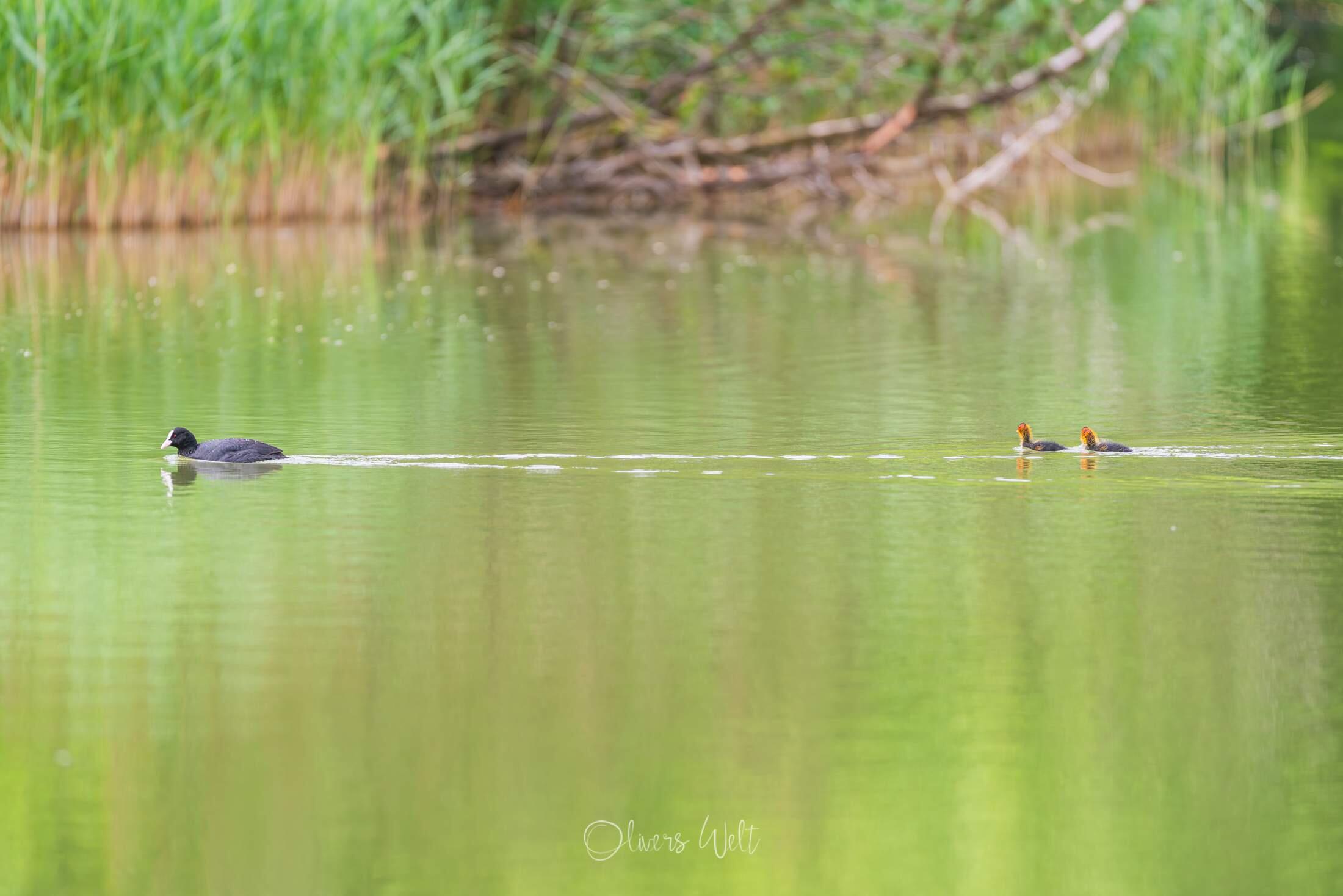Bild ohne Beschreibung