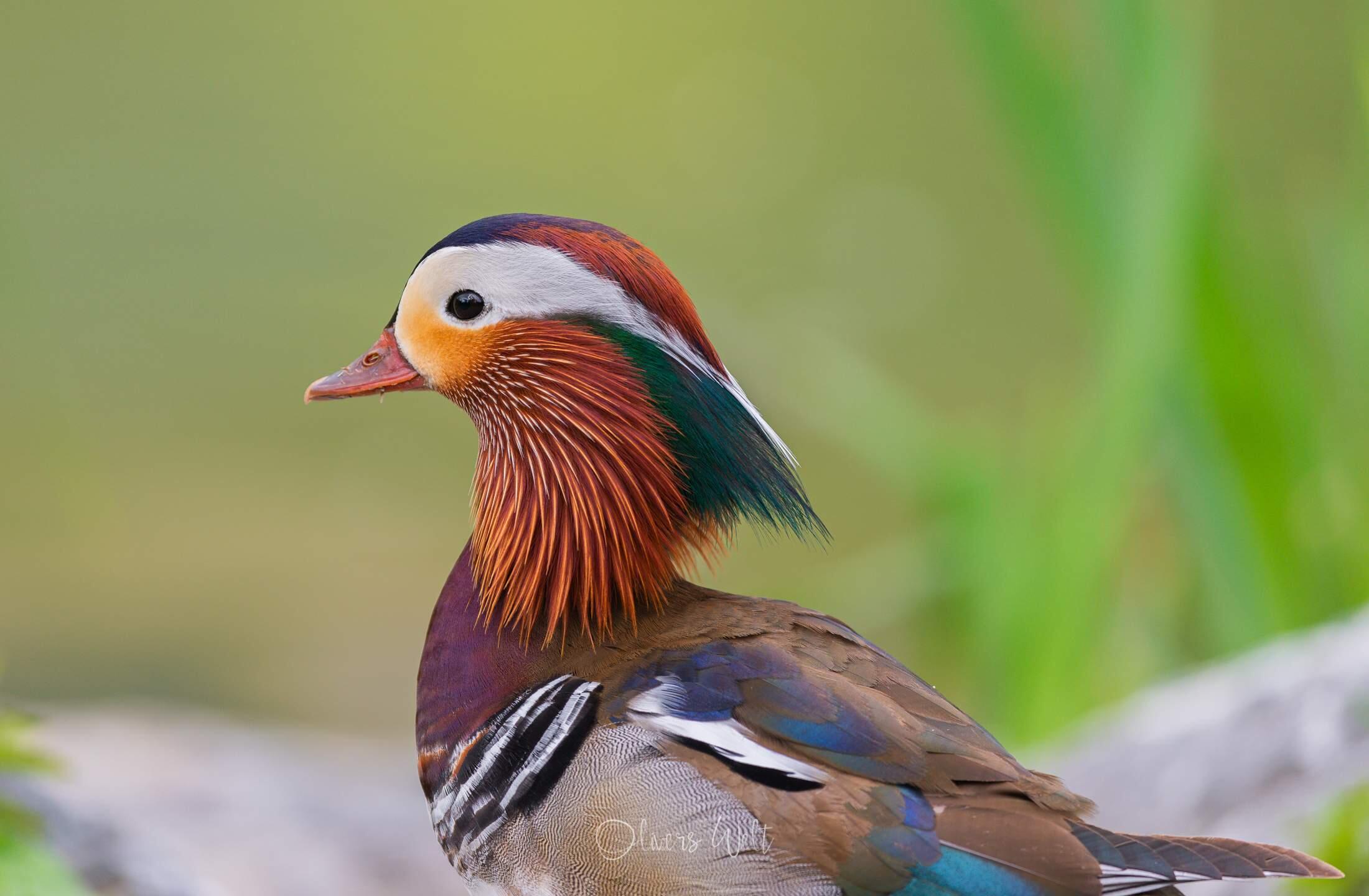 Bild ohne Beschreibung