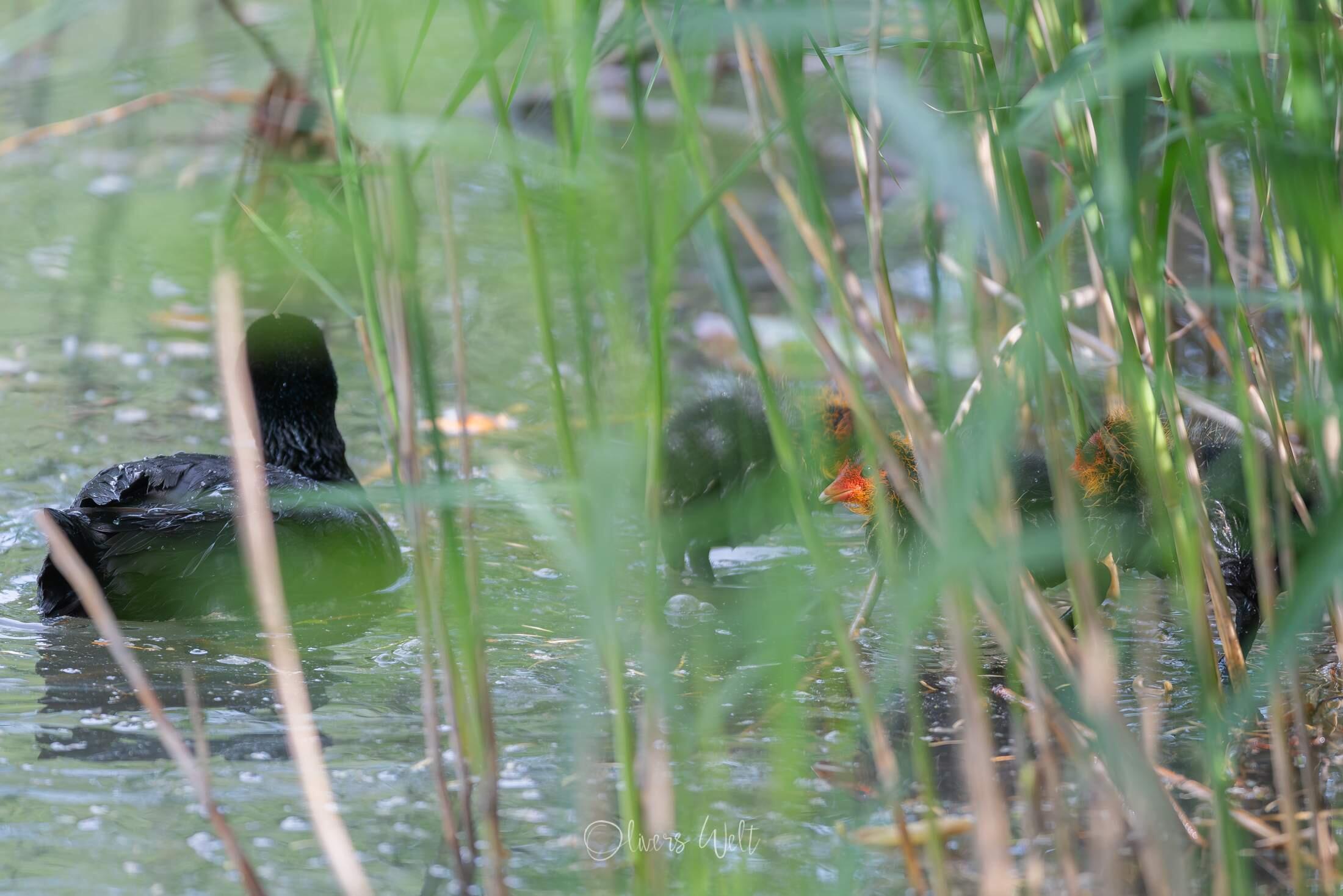 Bild ohne Beschreibung