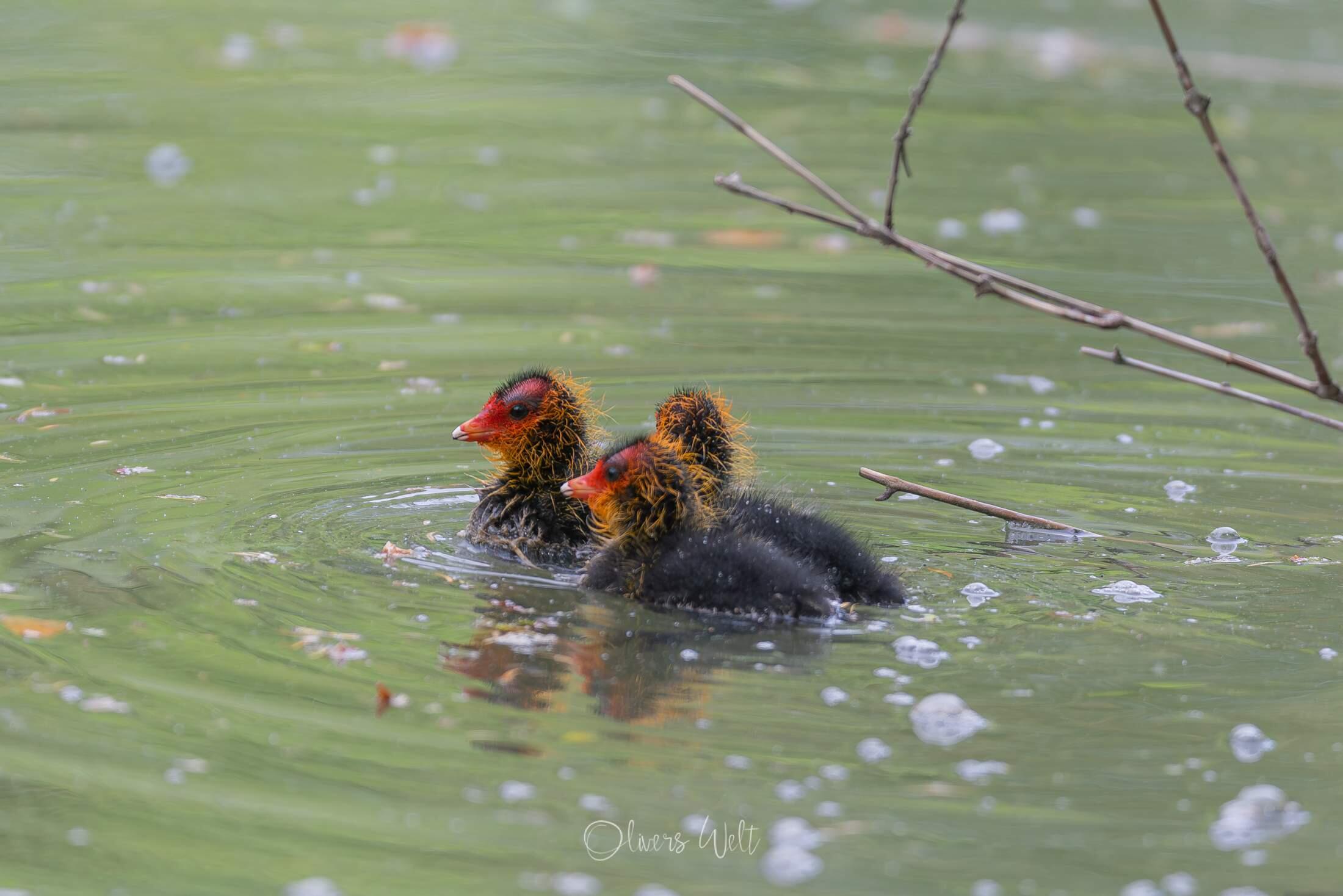 Bild ohne Beschreibung