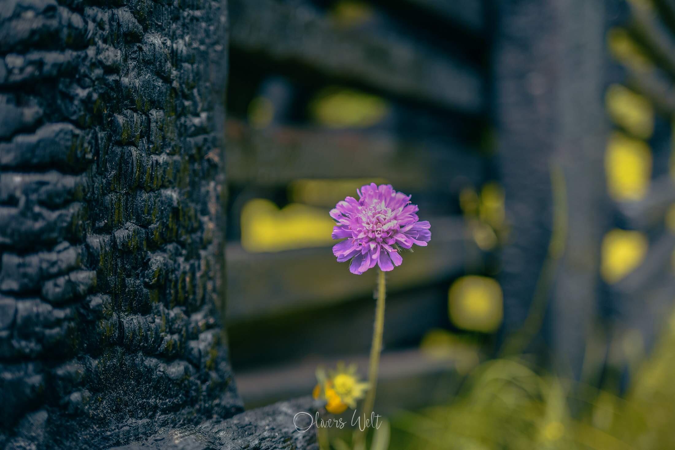 Bild ohne Beschreibung Bild ohne Beschreibung