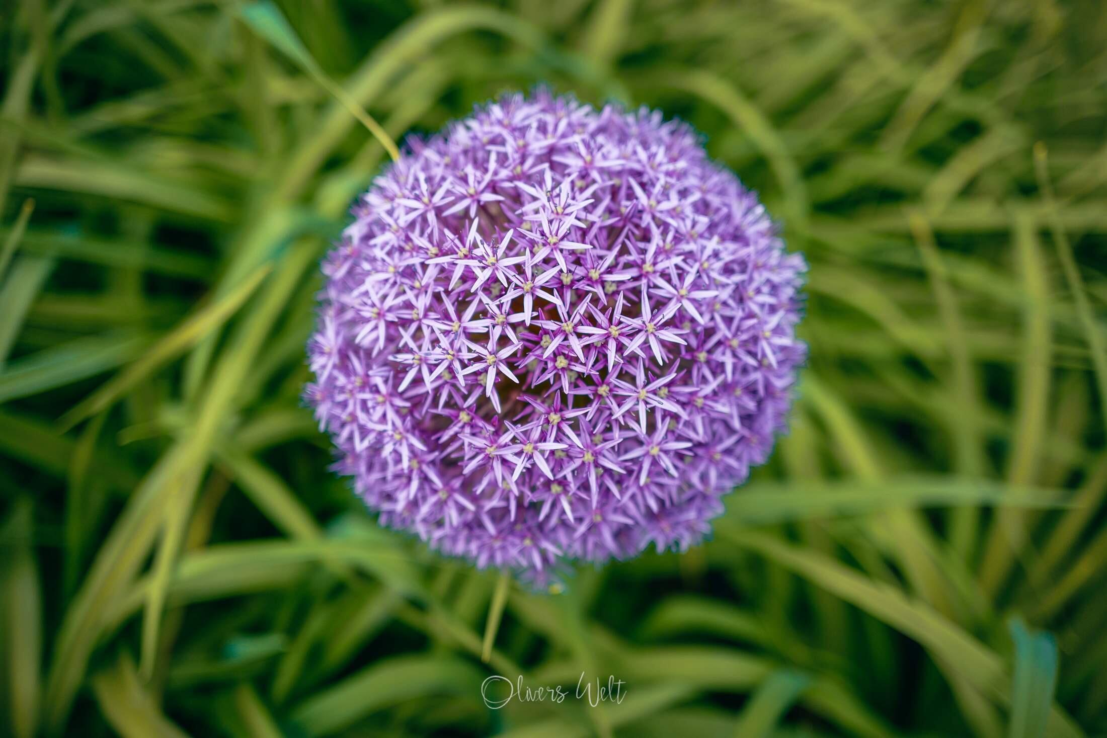 Bild ohne Beschreibung Bild ohne Beschreibung