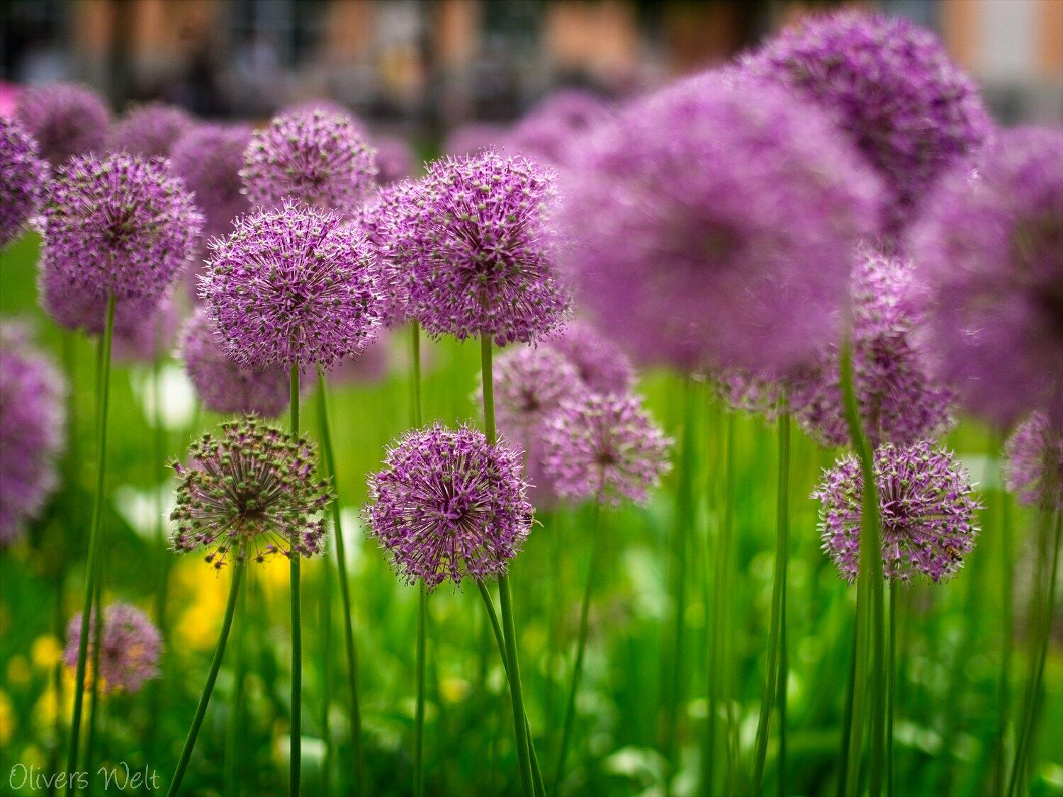 Bild ohne Beschreibung