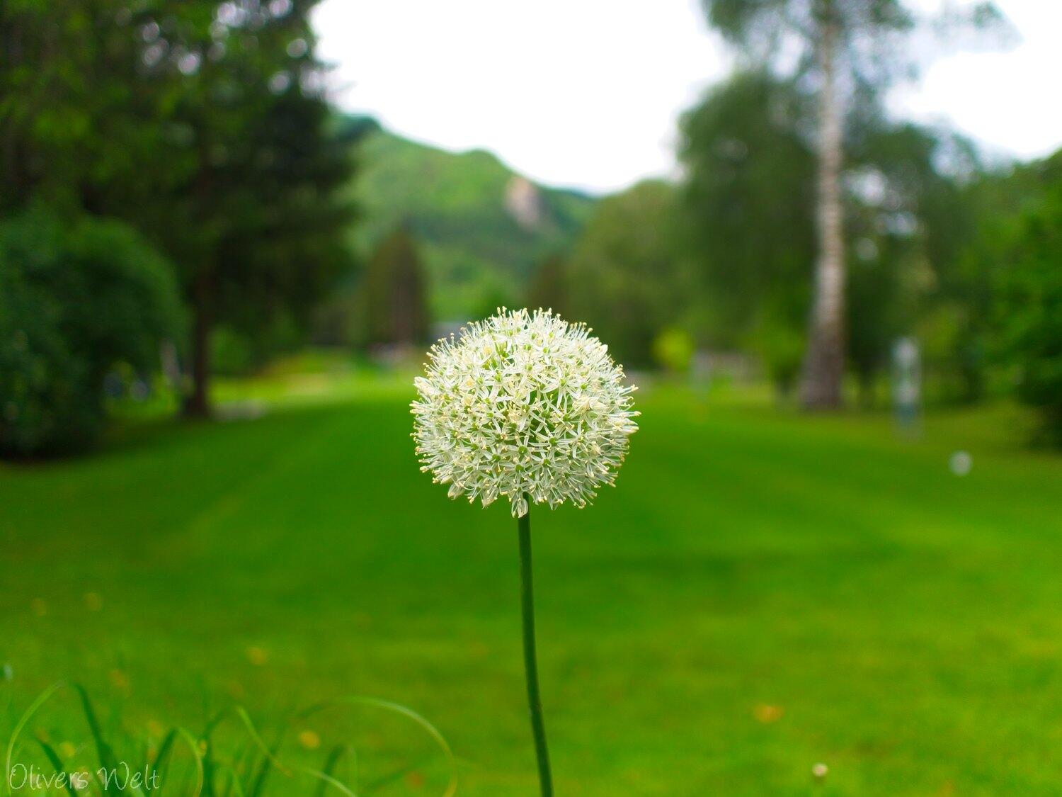 Bild ohne Beschreibung