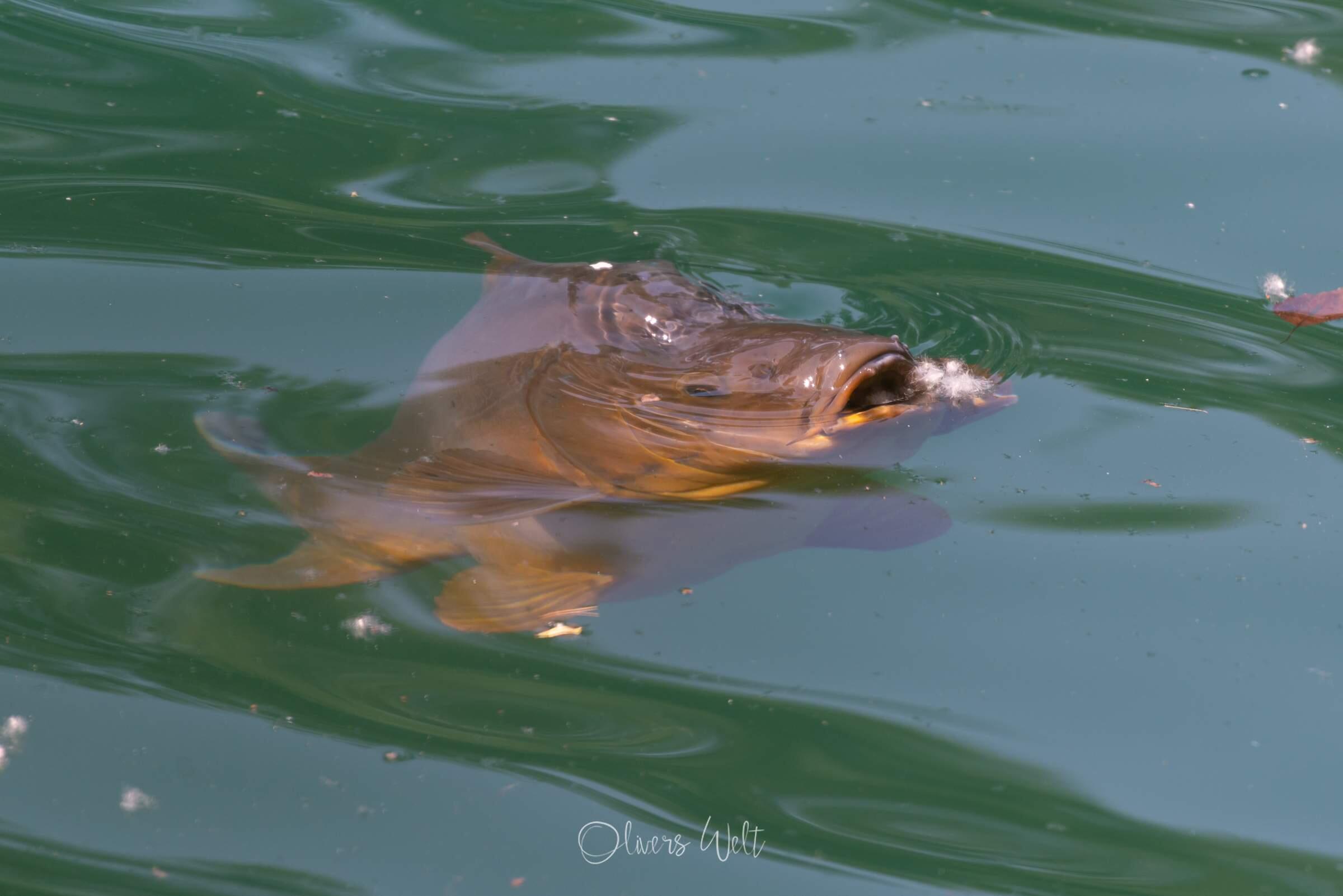 Bild ohne Beschreibung Bild ohne Beschreibung