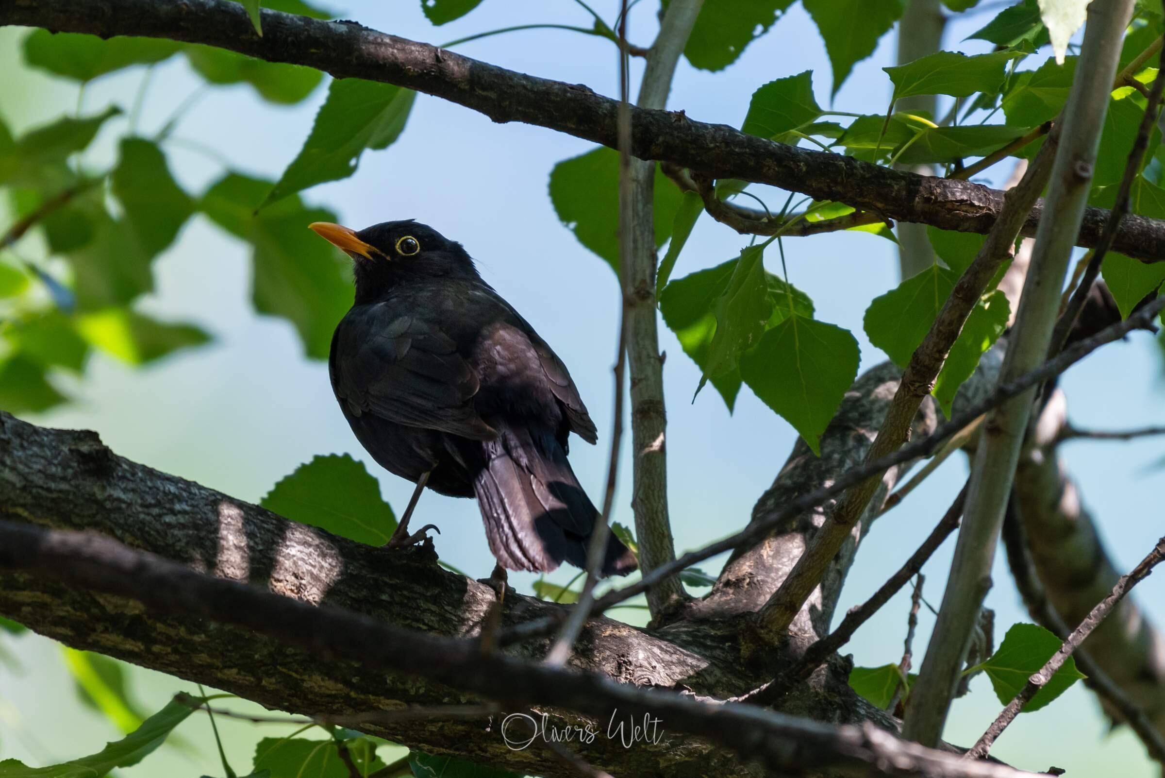 Bild ohne Beschreibung Bild ohne Beschreibung