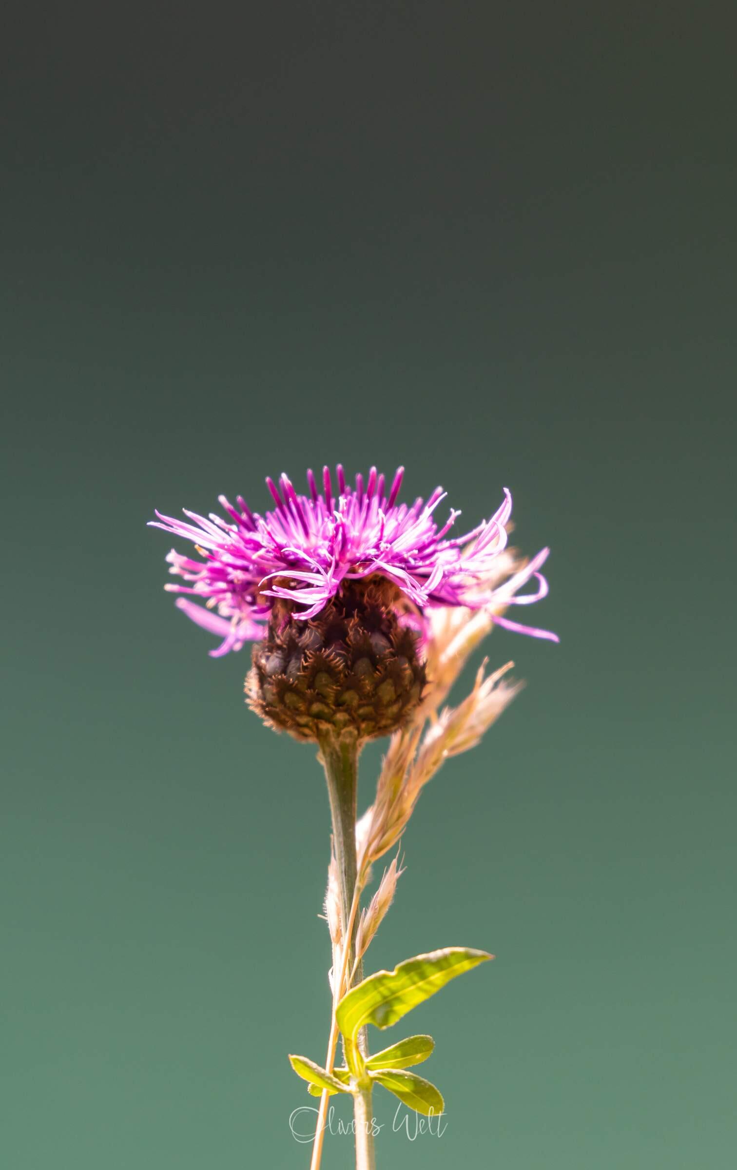 Bild ohne Beschreibung Bild ohne Beschreibung