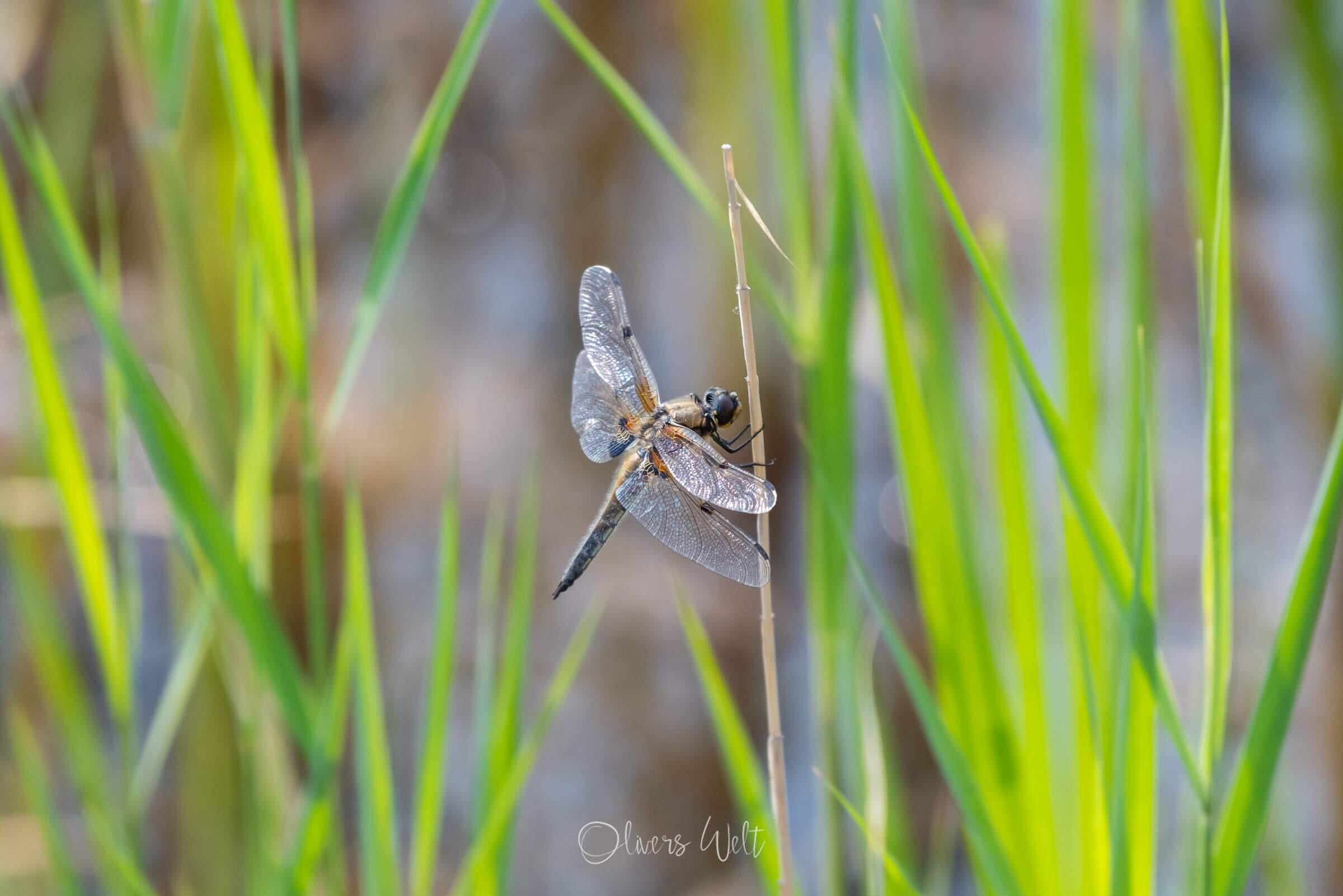 Bild ohne Beschreibung Bild ohne Beschreibung