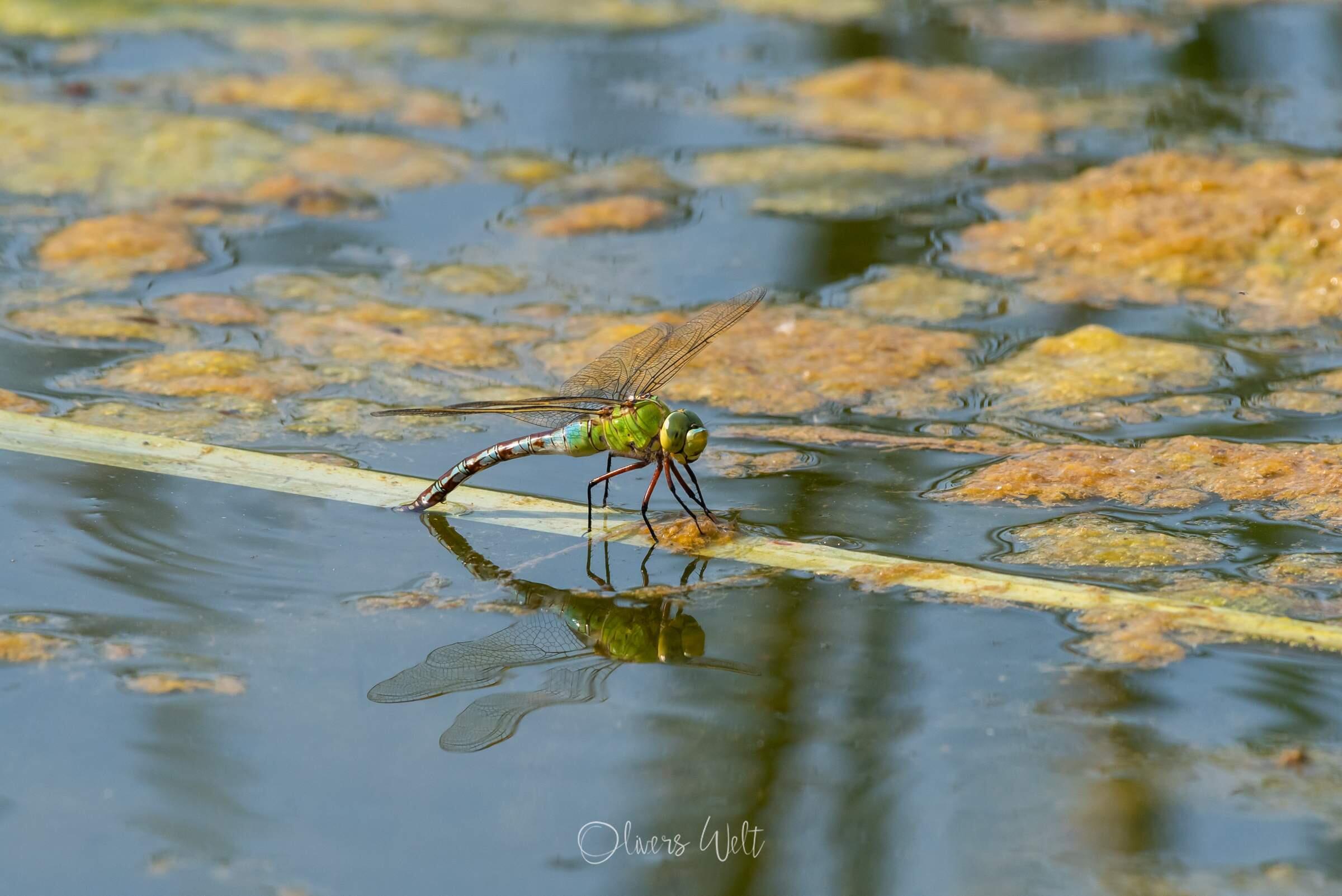 Bild ohne Beschreibung Bild ohne Beschreibung