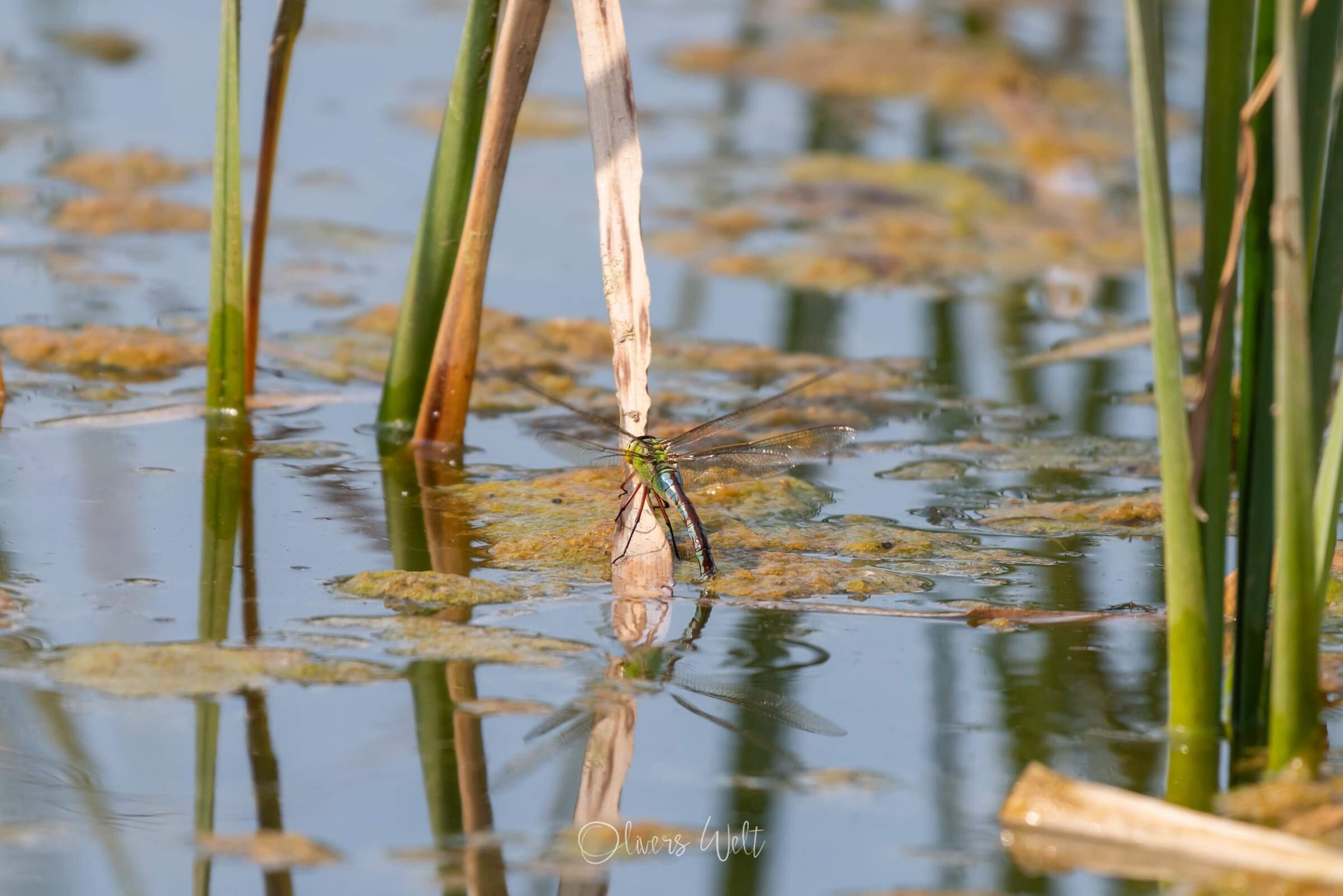 Bild ohne Beschreibung Bild ohne Beschreibung