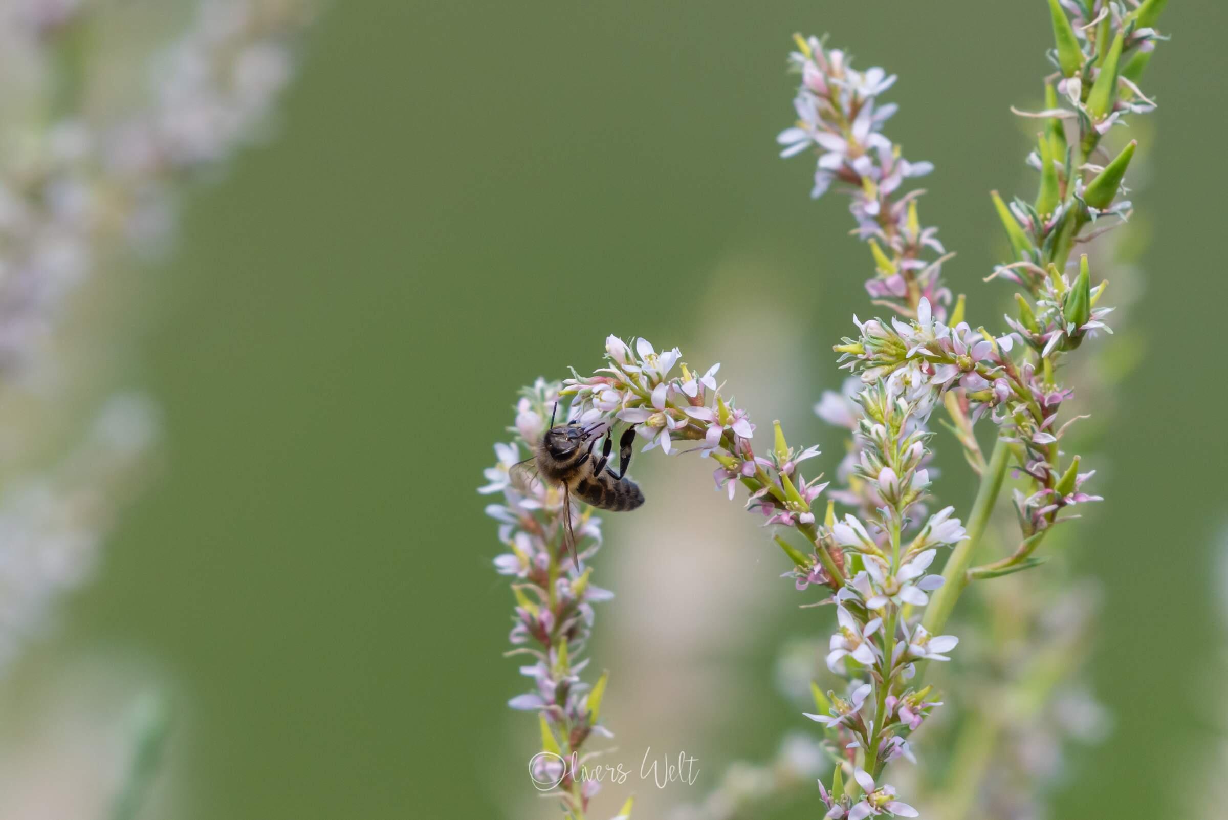 Bild ohne Beschreibung Bild ohne Beschreibung