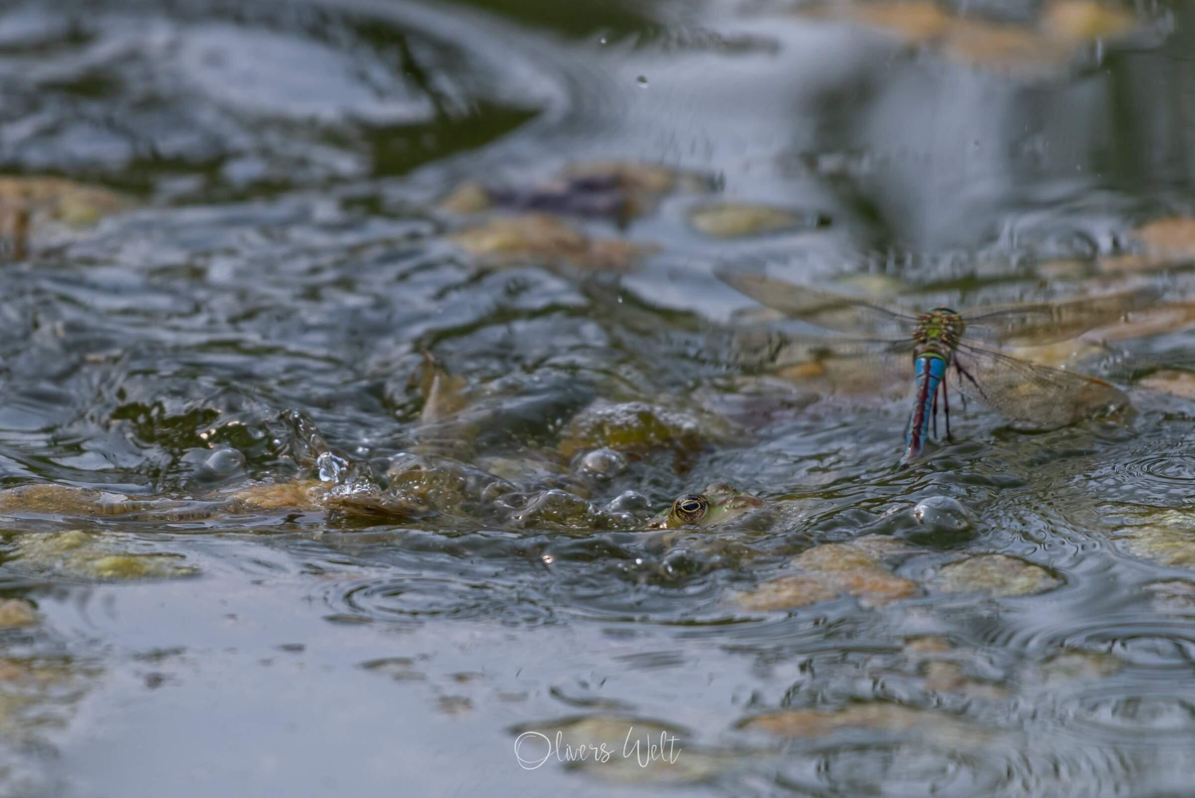 Bild ohne Beschreibung Bild ohne Beschreibung