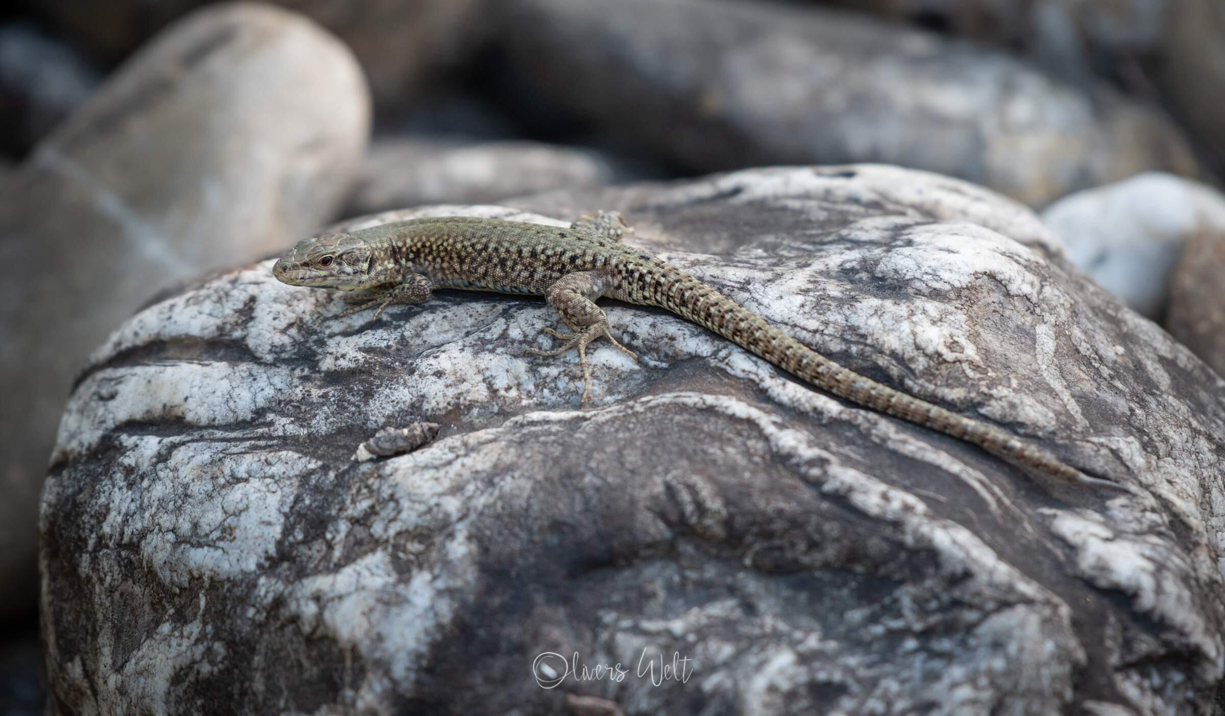 Bild ohne Beschreibung Bild ohne Beschreibung
