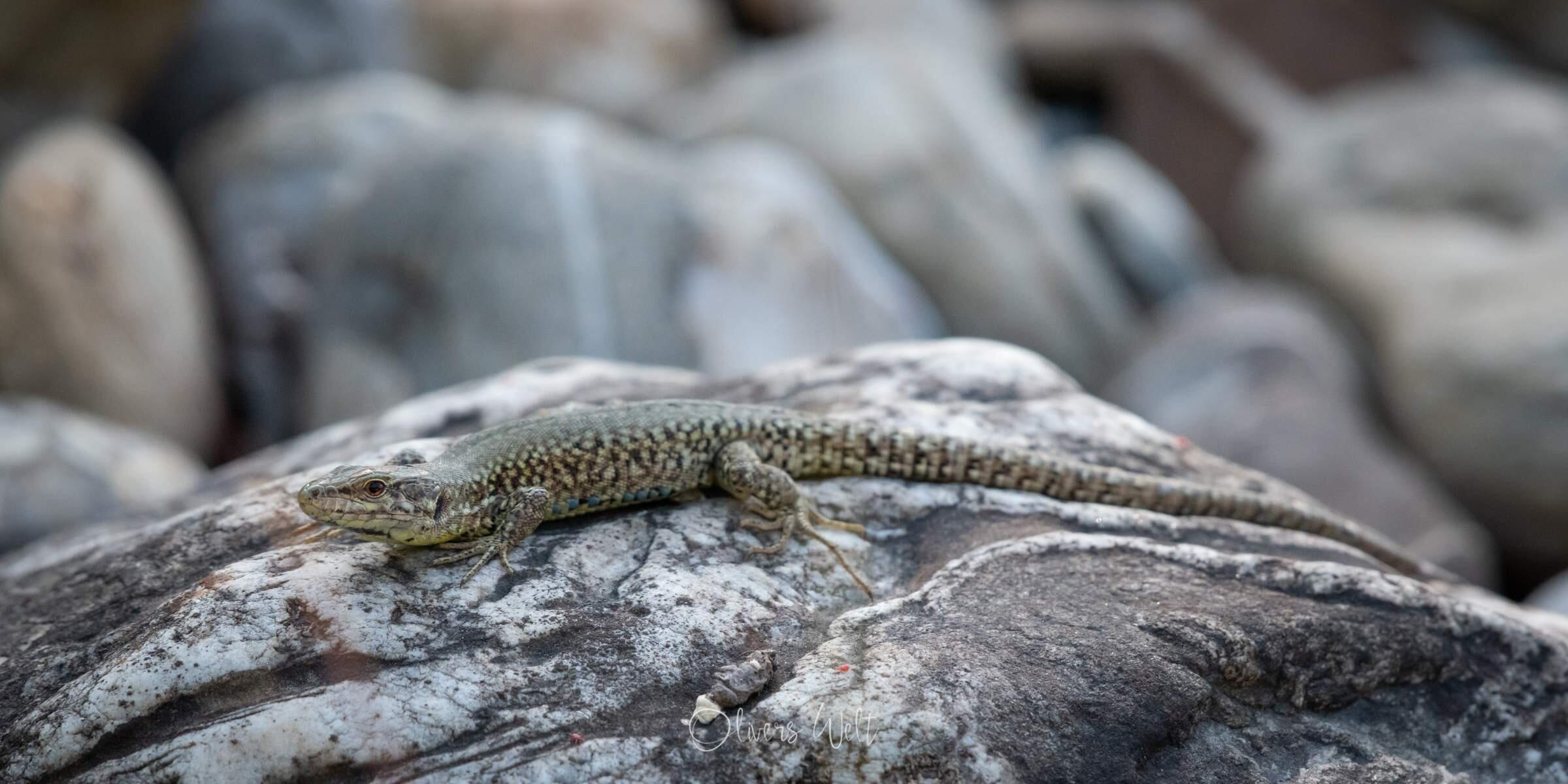 Bild ohne Beschreibung Bild ohne Beschreibung