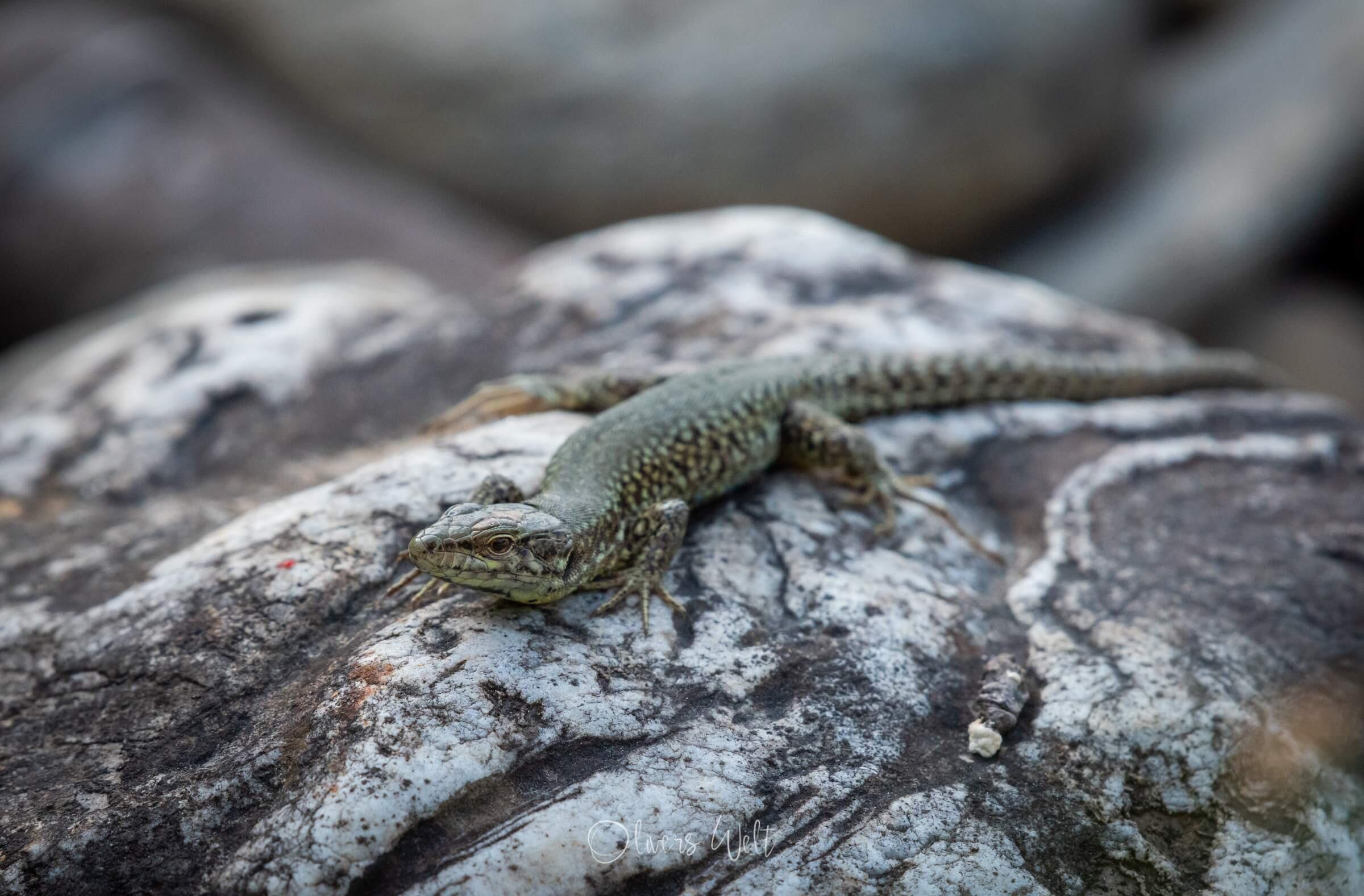 Bild ohne Beschreibung Bild ohne Beschreibung