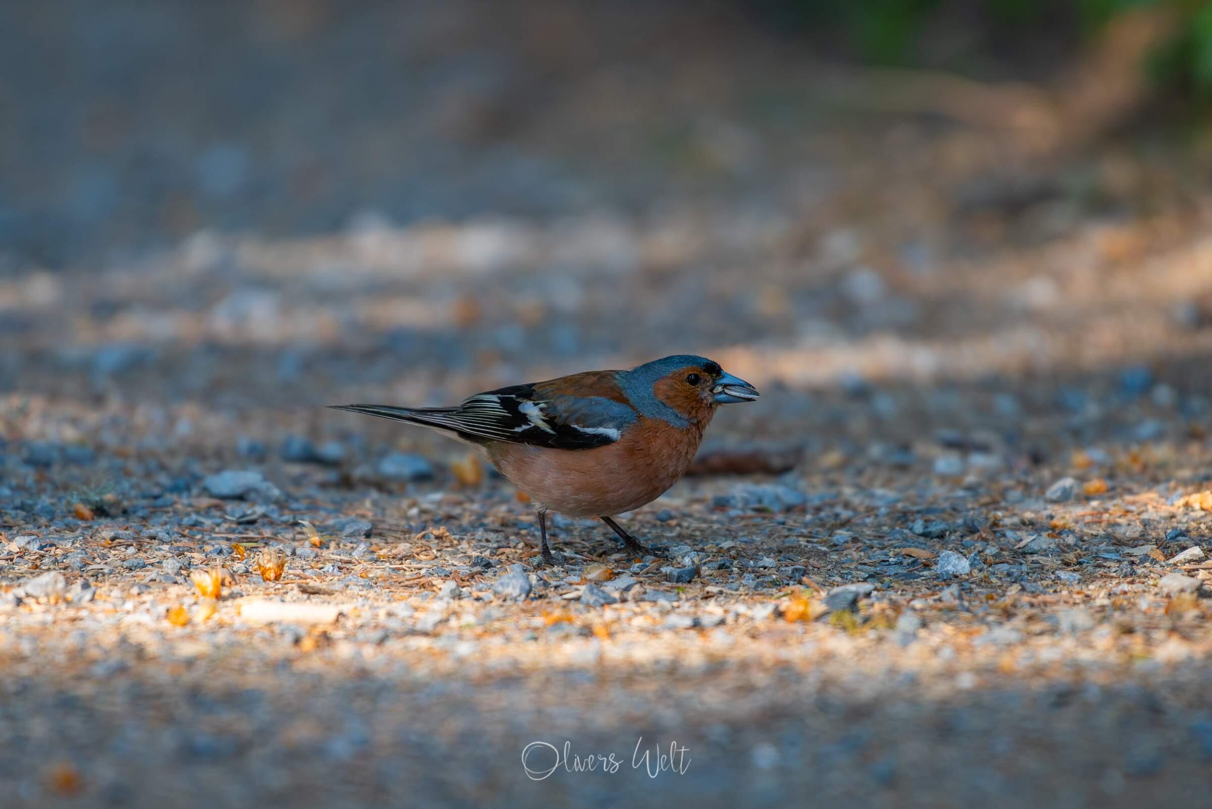 Bild ohne Beschreibung Bild ohne Beschreibung