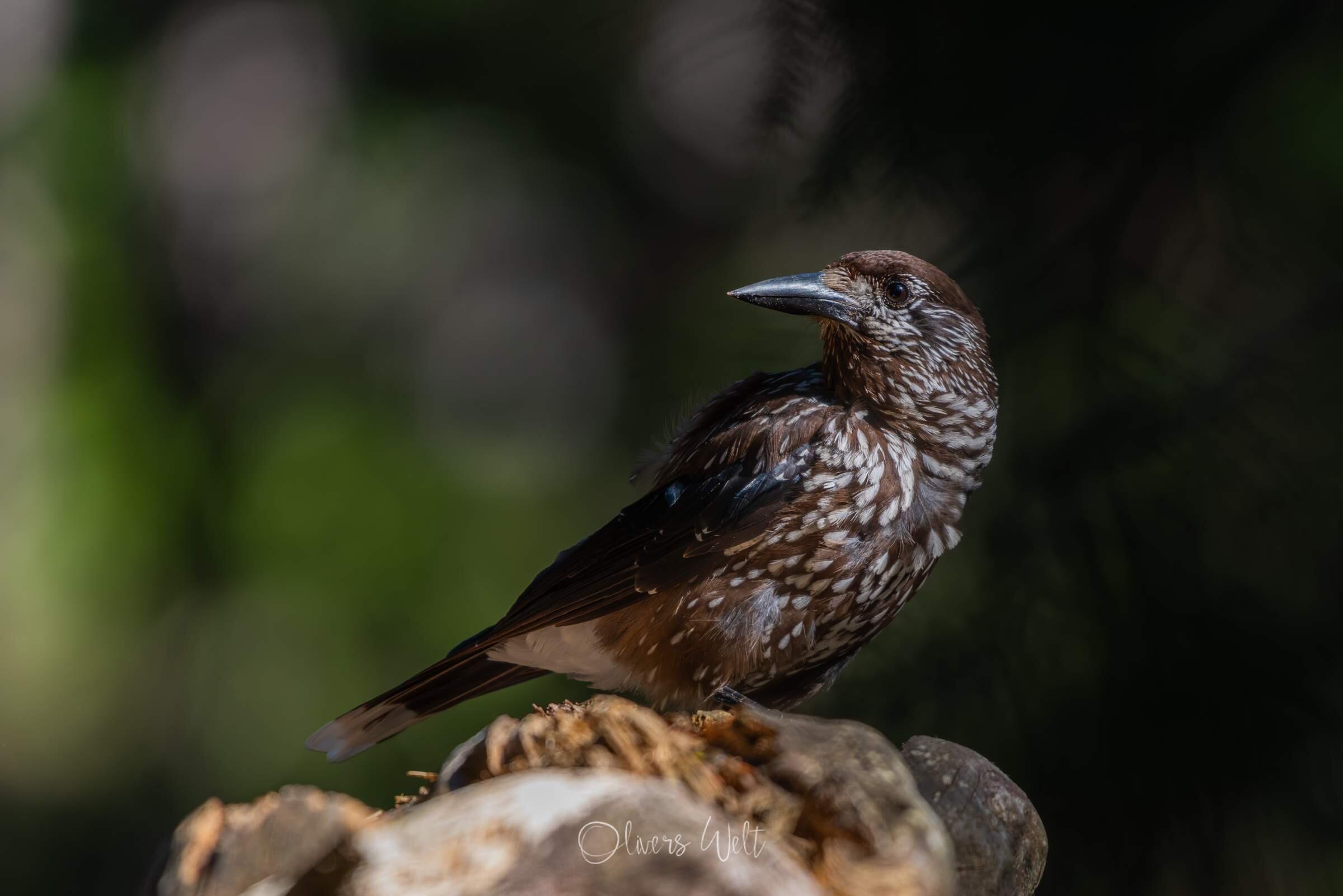 Bild ohne Beschreibung Bild ohne Beschreibung