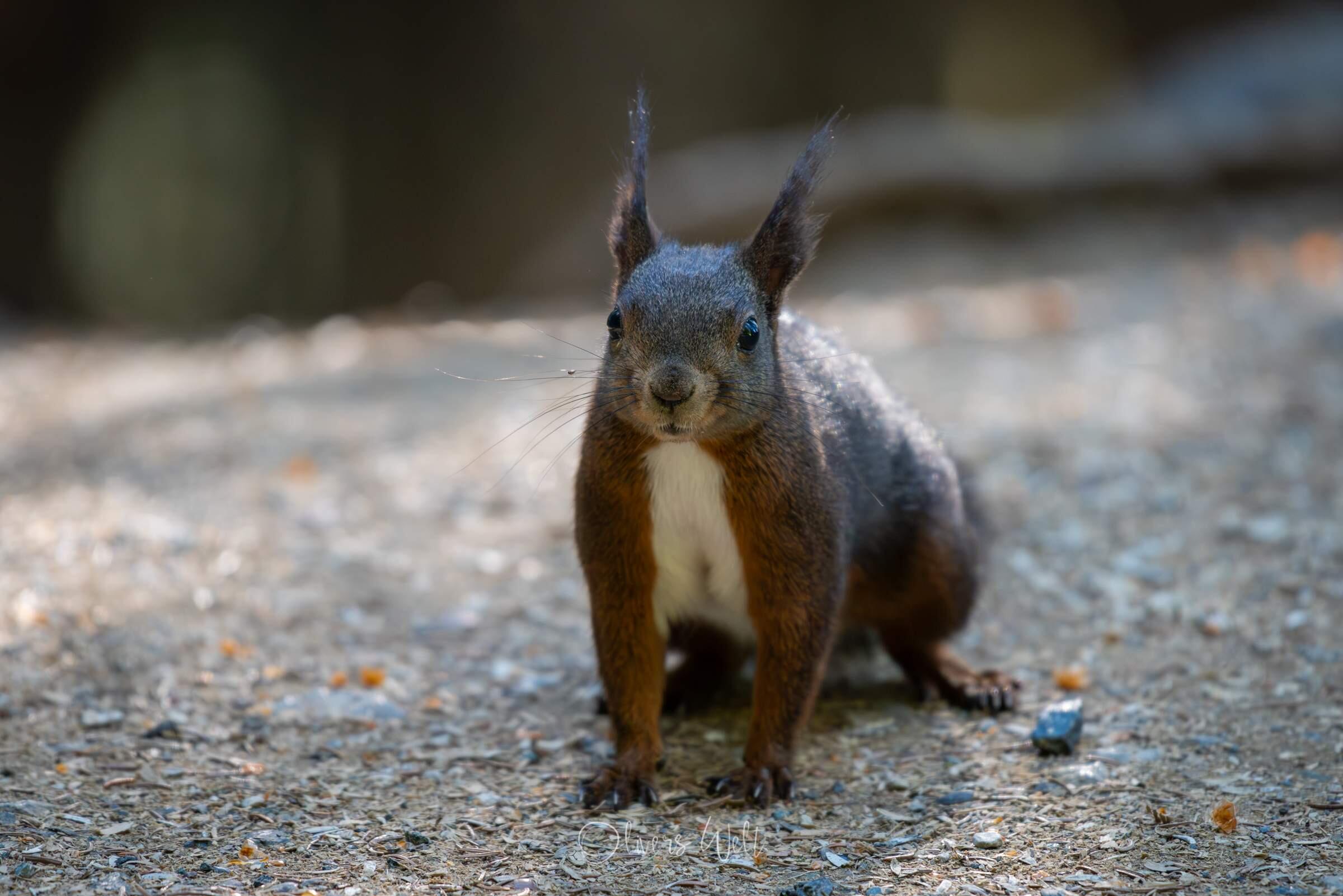Bild ohne Beschreibung Bild ohne Beschreibung