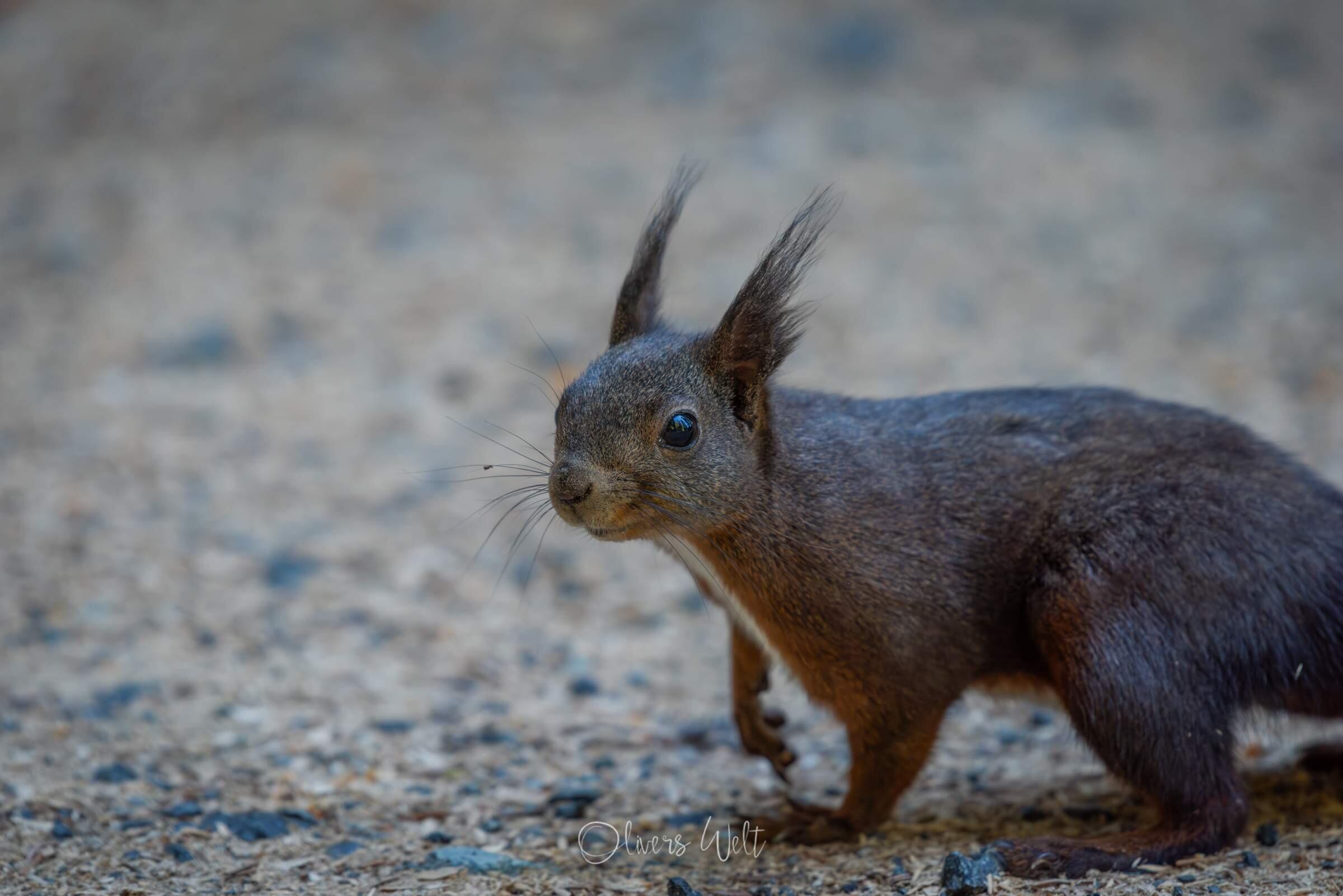 Bild ohne Beschreibung Bild ohne Beschreibung
