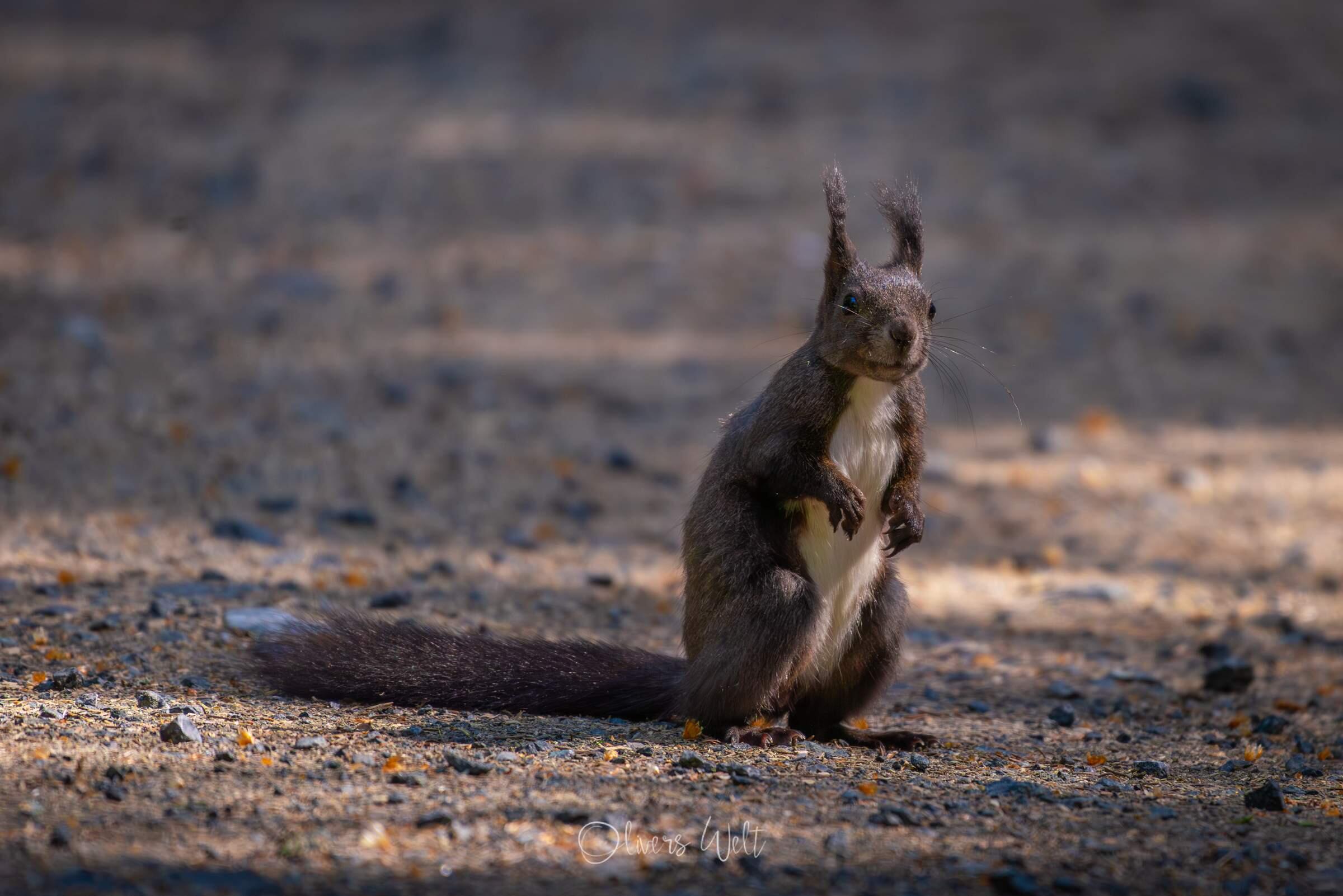 Bild ohne Beschreibung Bild ohne Beschreibung