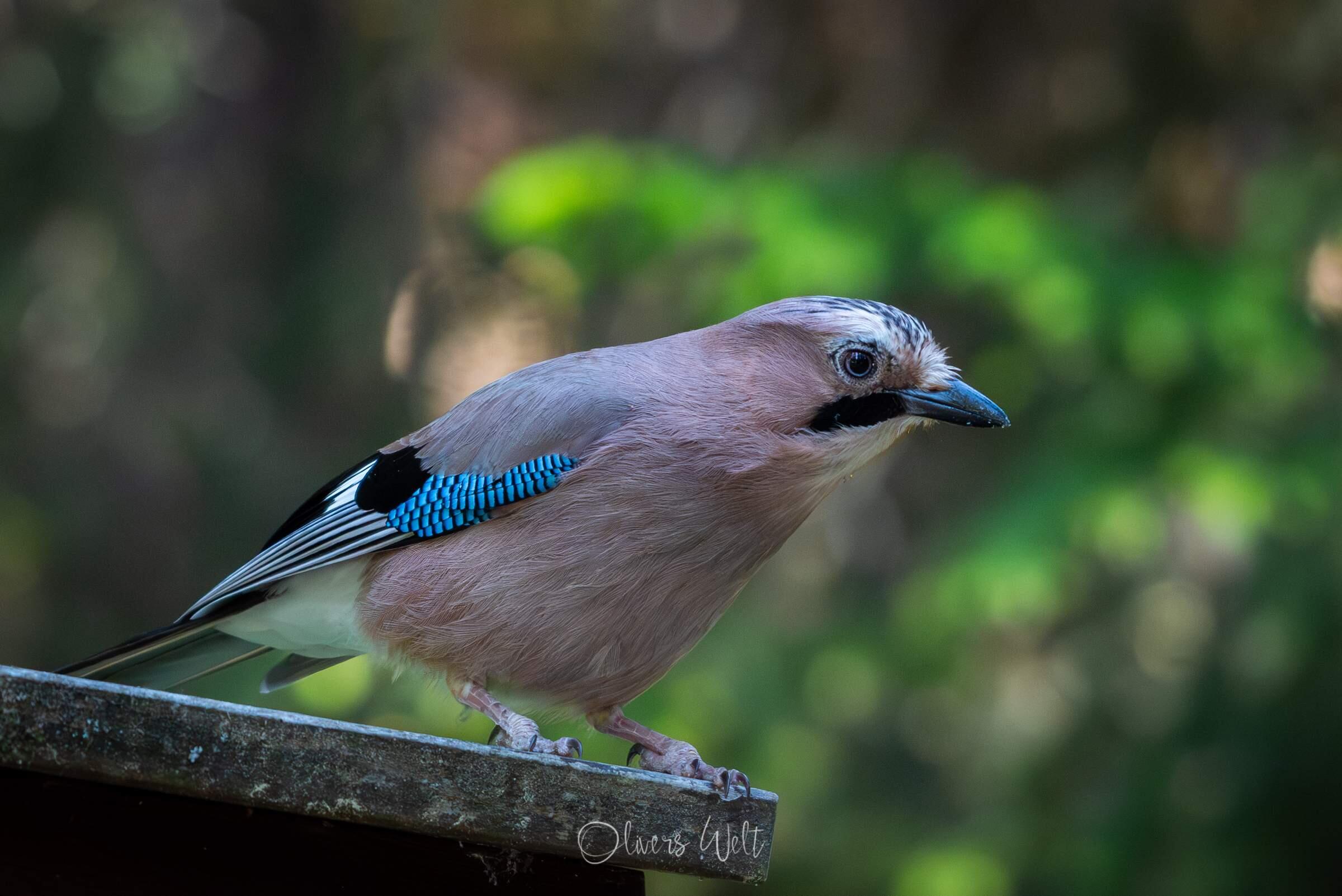 Bild ohne Beschreibung Bild ohne Beschreibung
