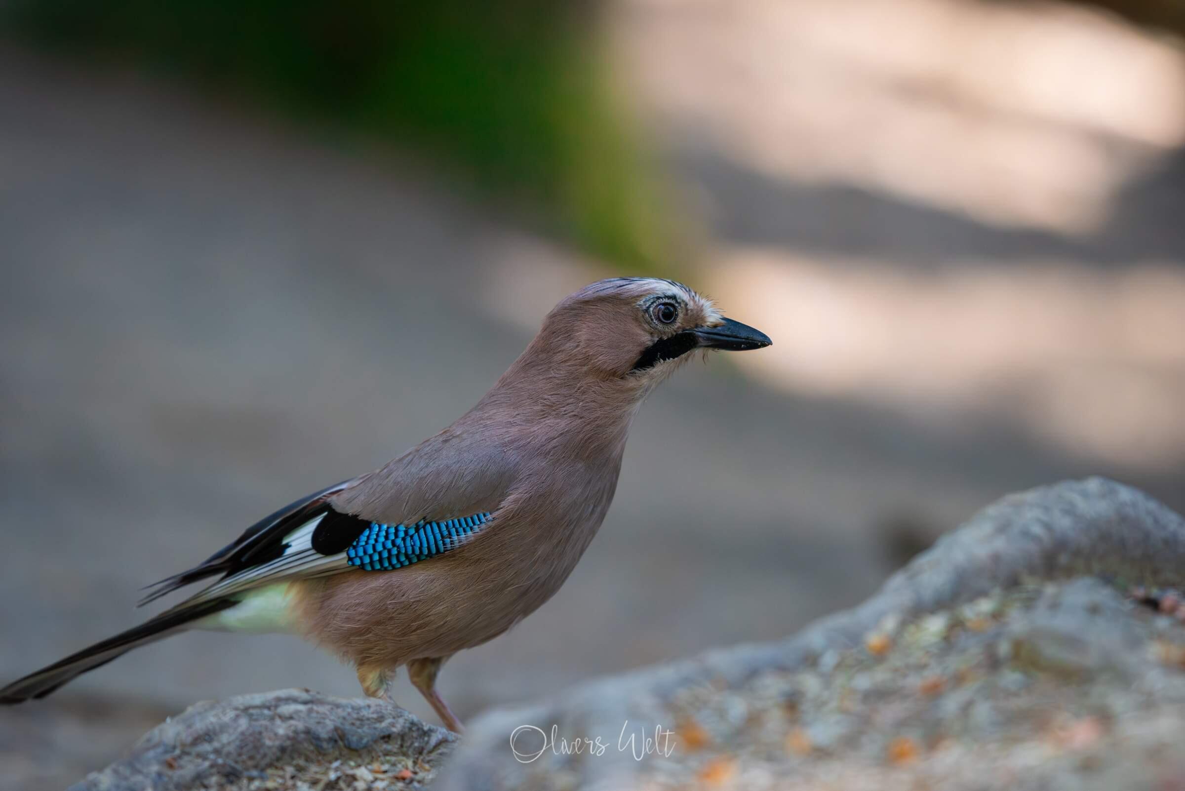 Bild ohne Beschreibung Bild ohne Beschreibung