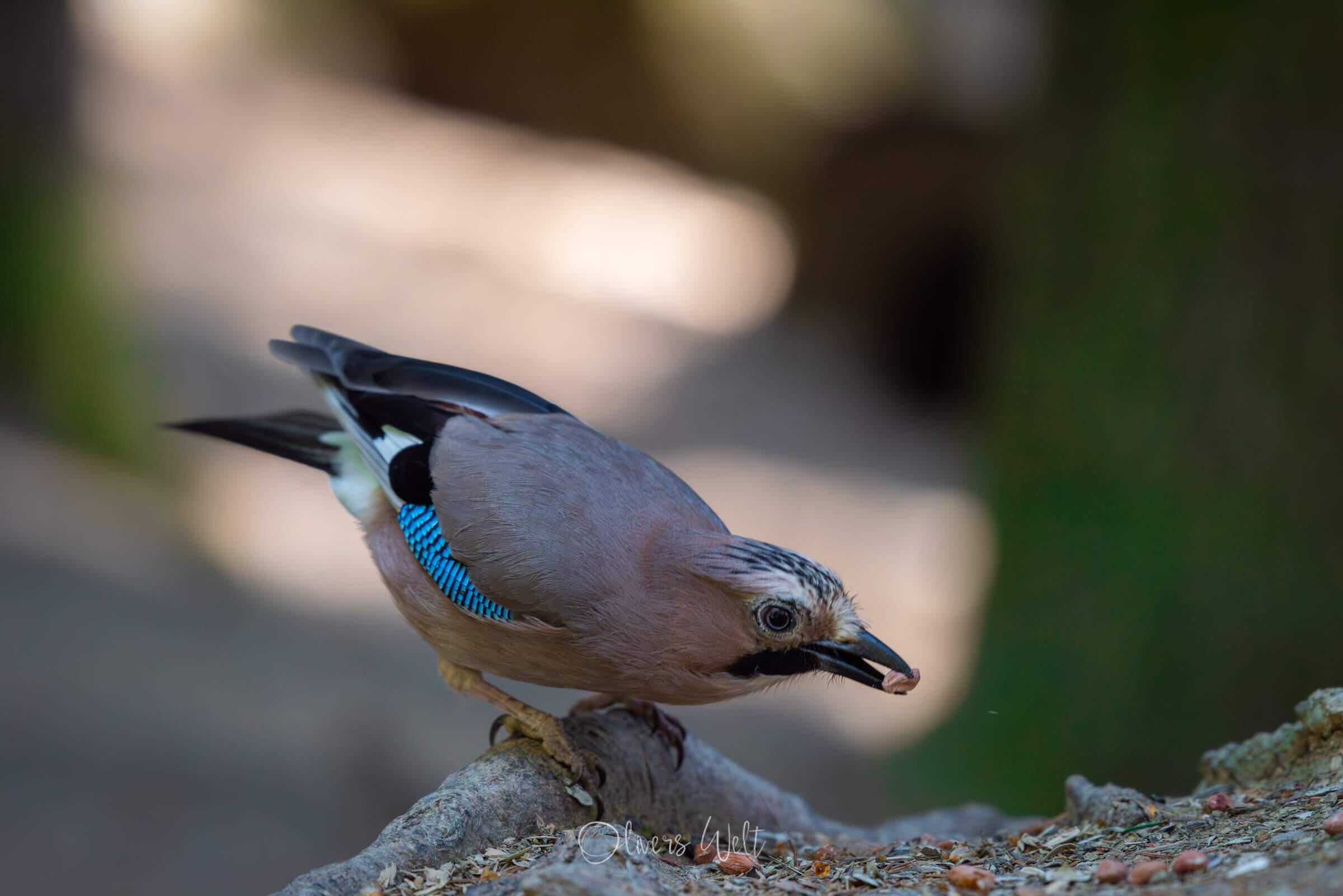 Bild ohne Beschreibung Bild ohne Beschreibung