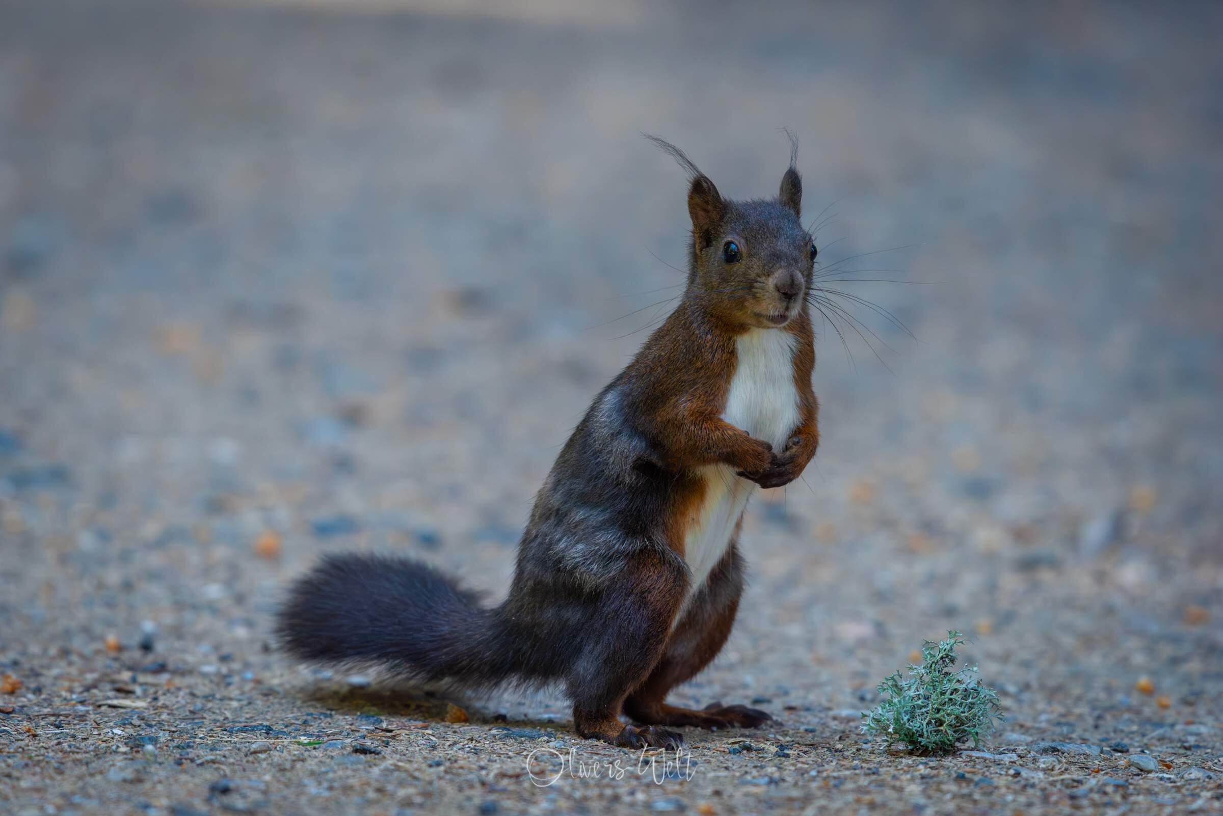 Bild ohne Beschreibung Bild ohne Beschreibung