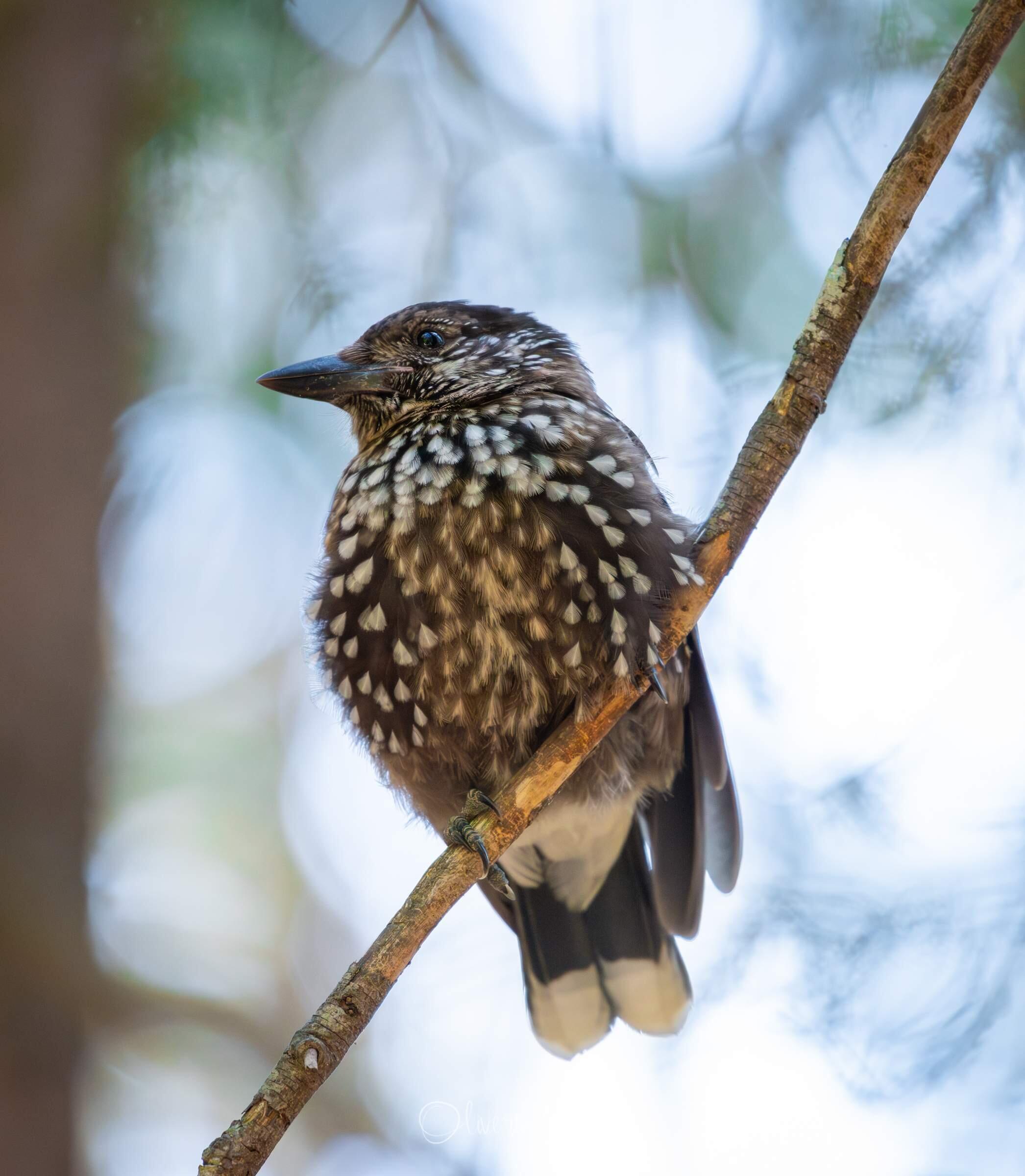 Bild ohne Beschreibung Bild ohne Beschreibung