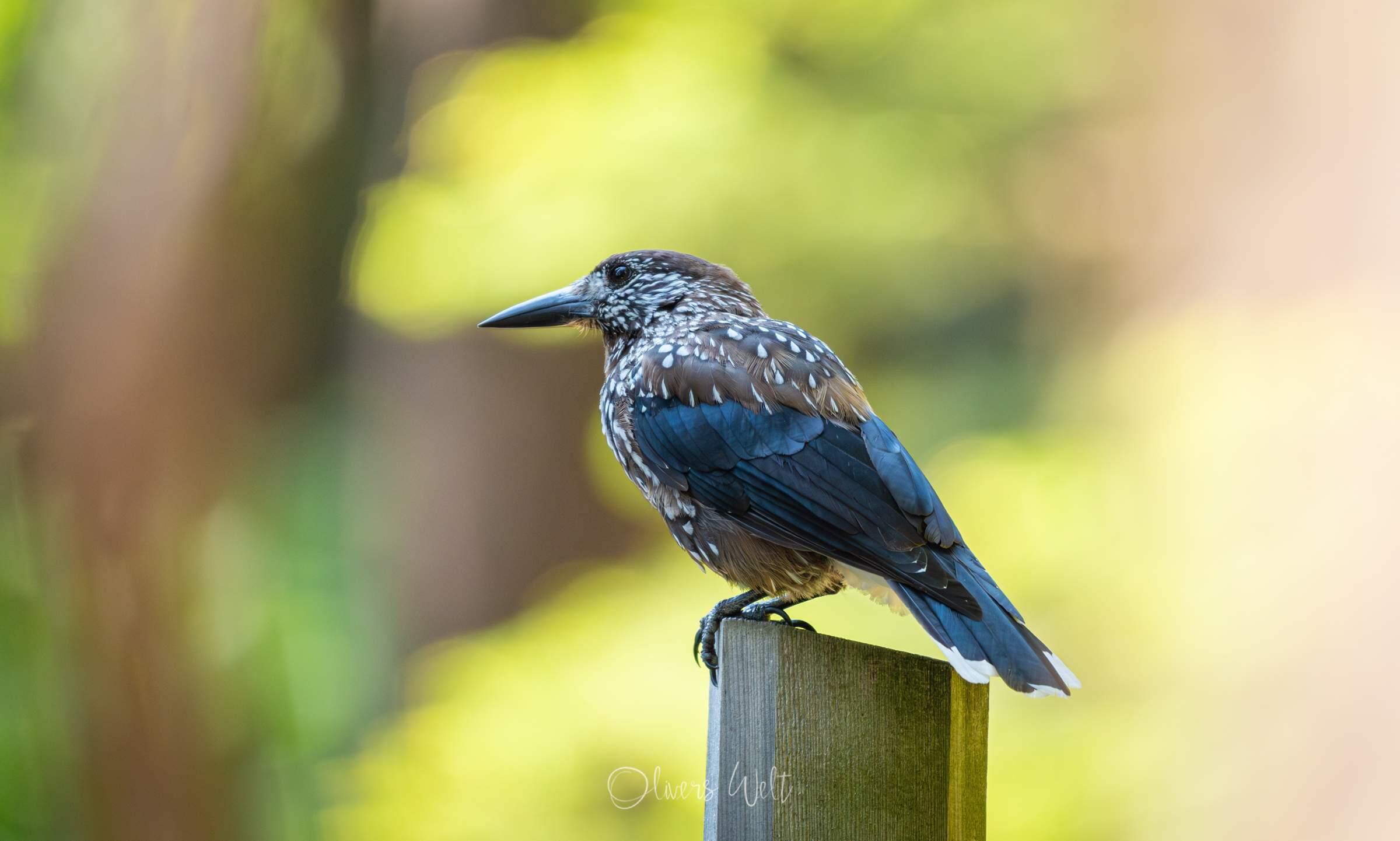 Bild ohne Beschreibung Bild ohne Beschreibung