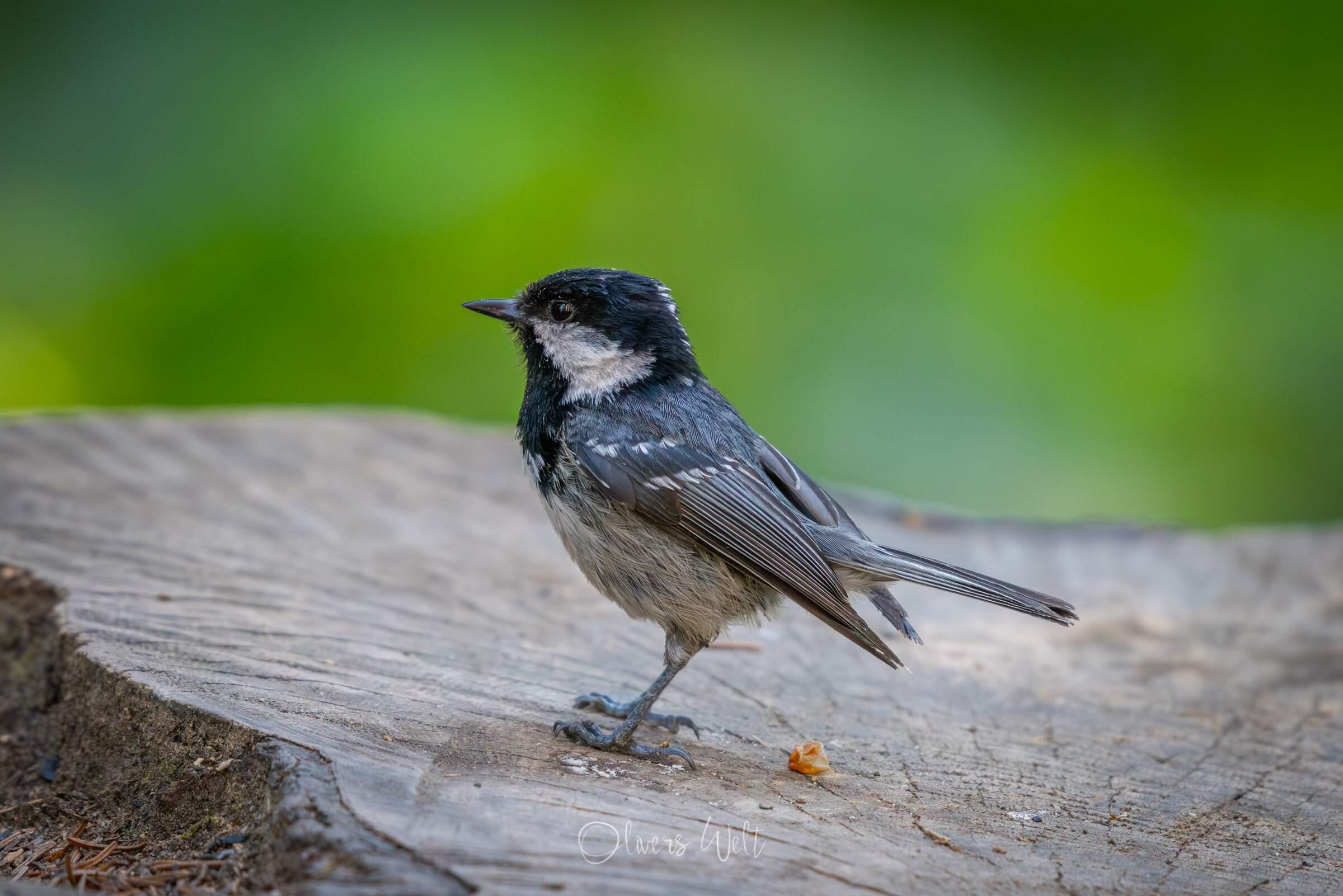 Bild ohne Beschreibung Bild ohne Beschreibung