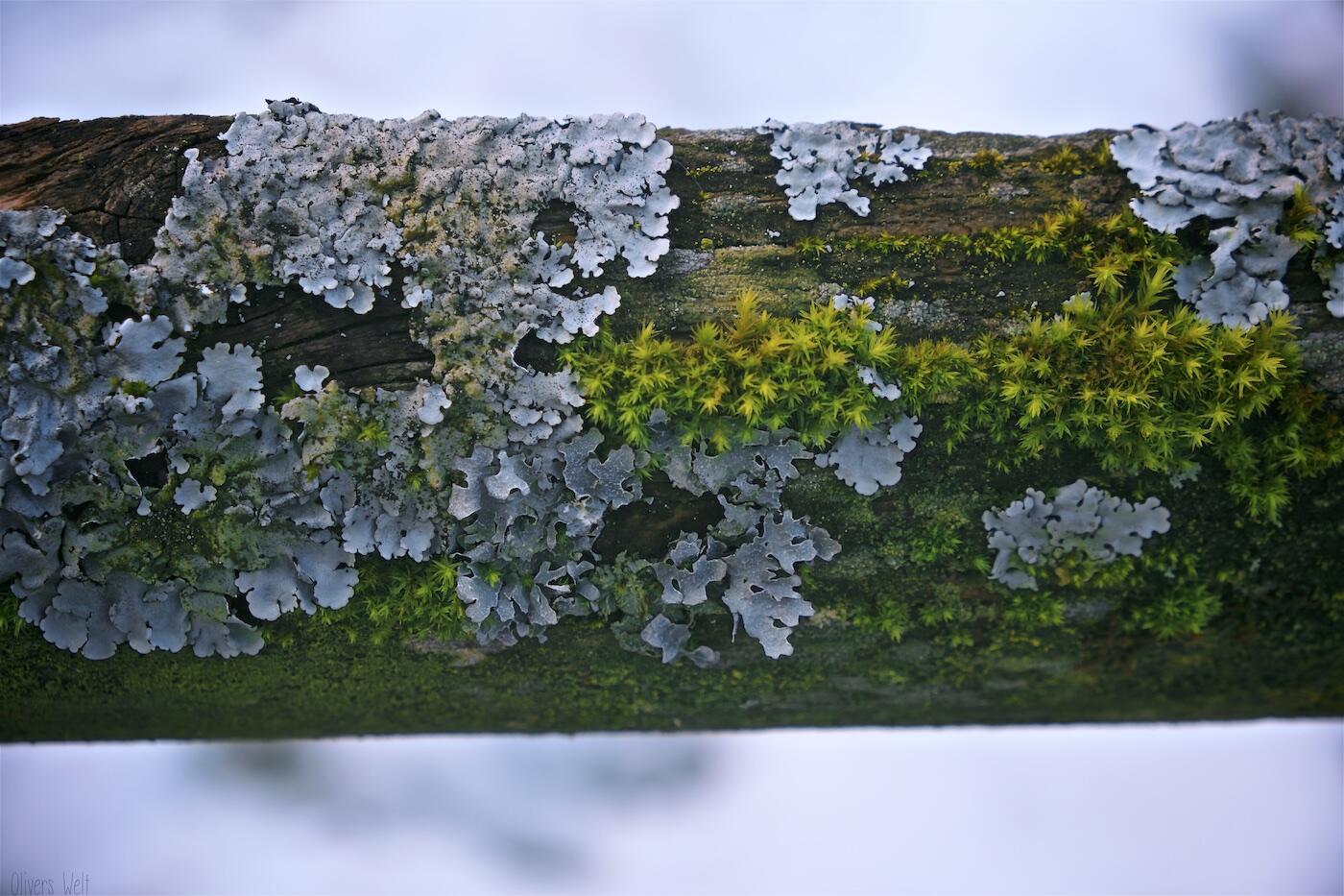 Bild ohne Beschreibung