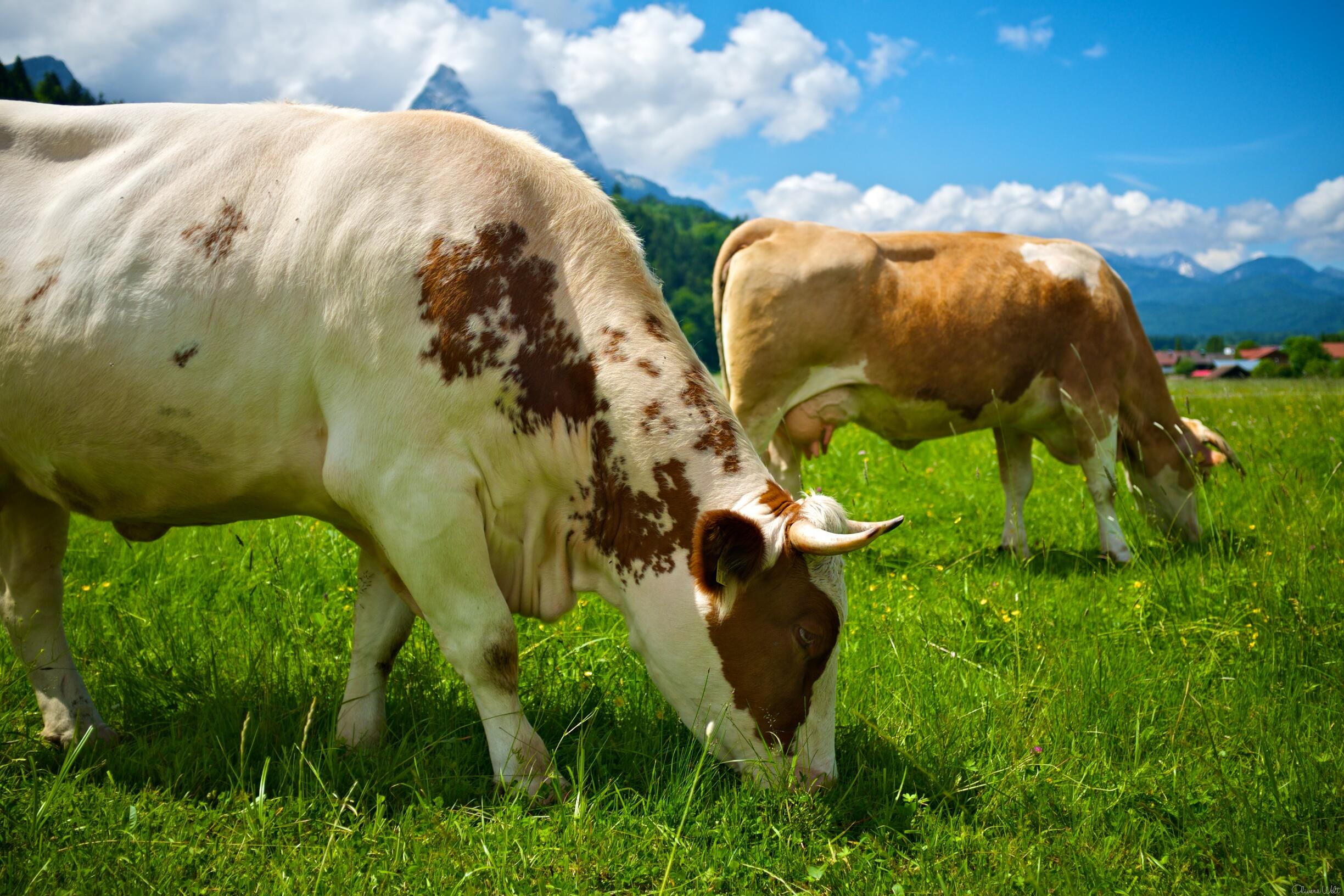 Bild ohne Beschreibung