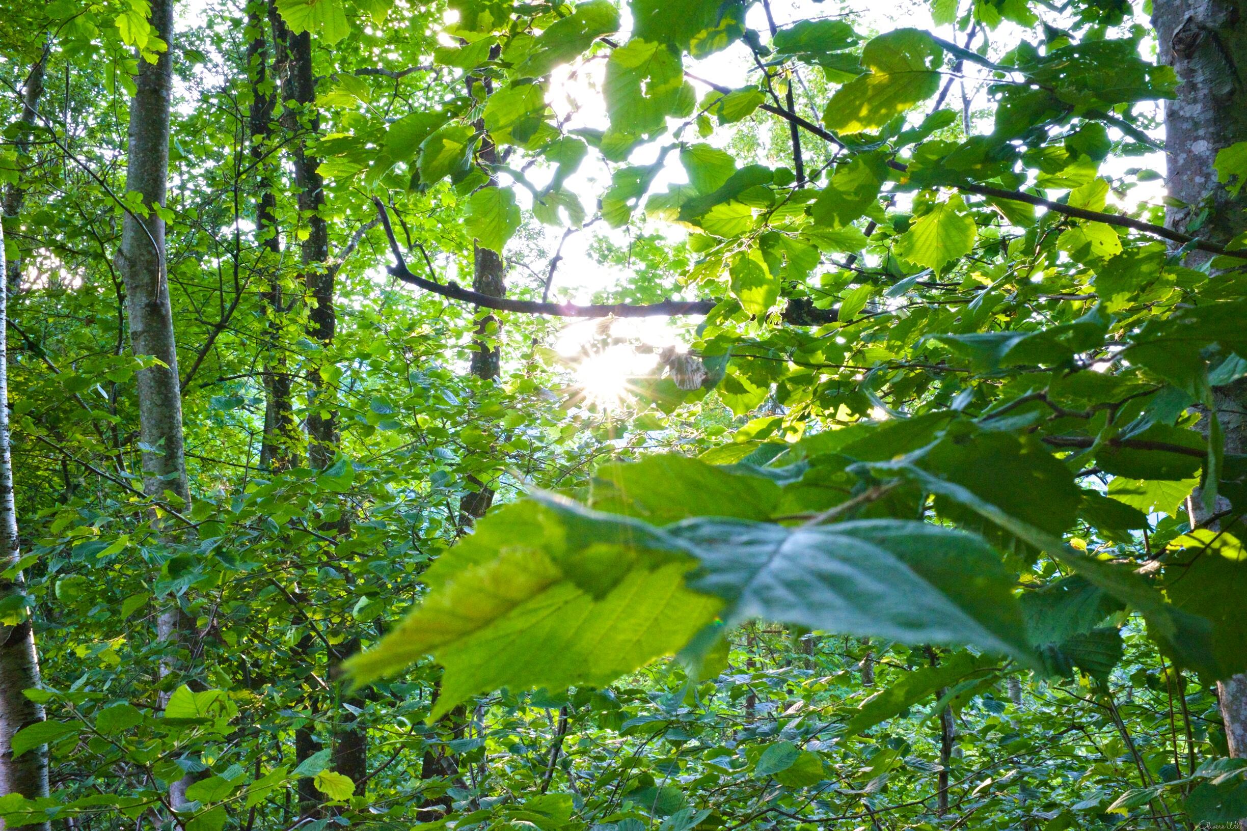 Bild ohne Beschreibung