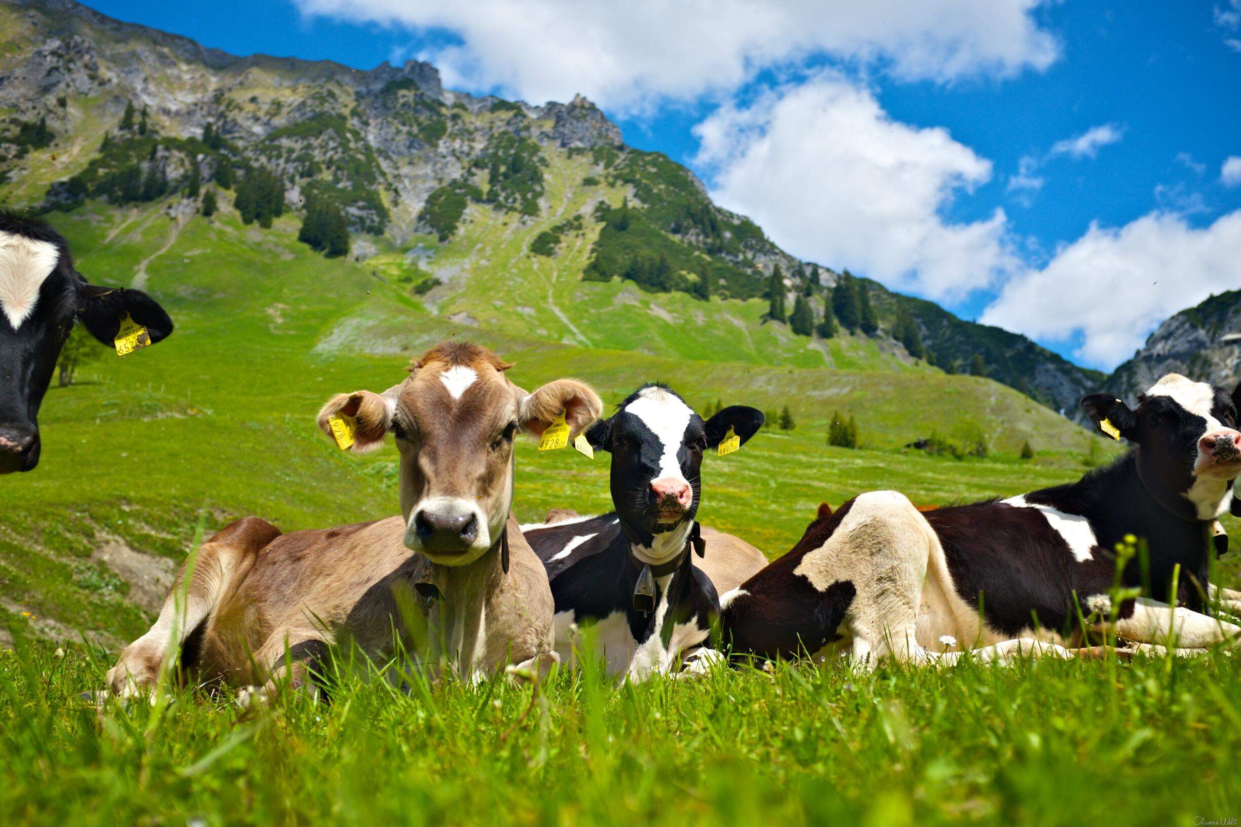 Bild ohne Beschreibung