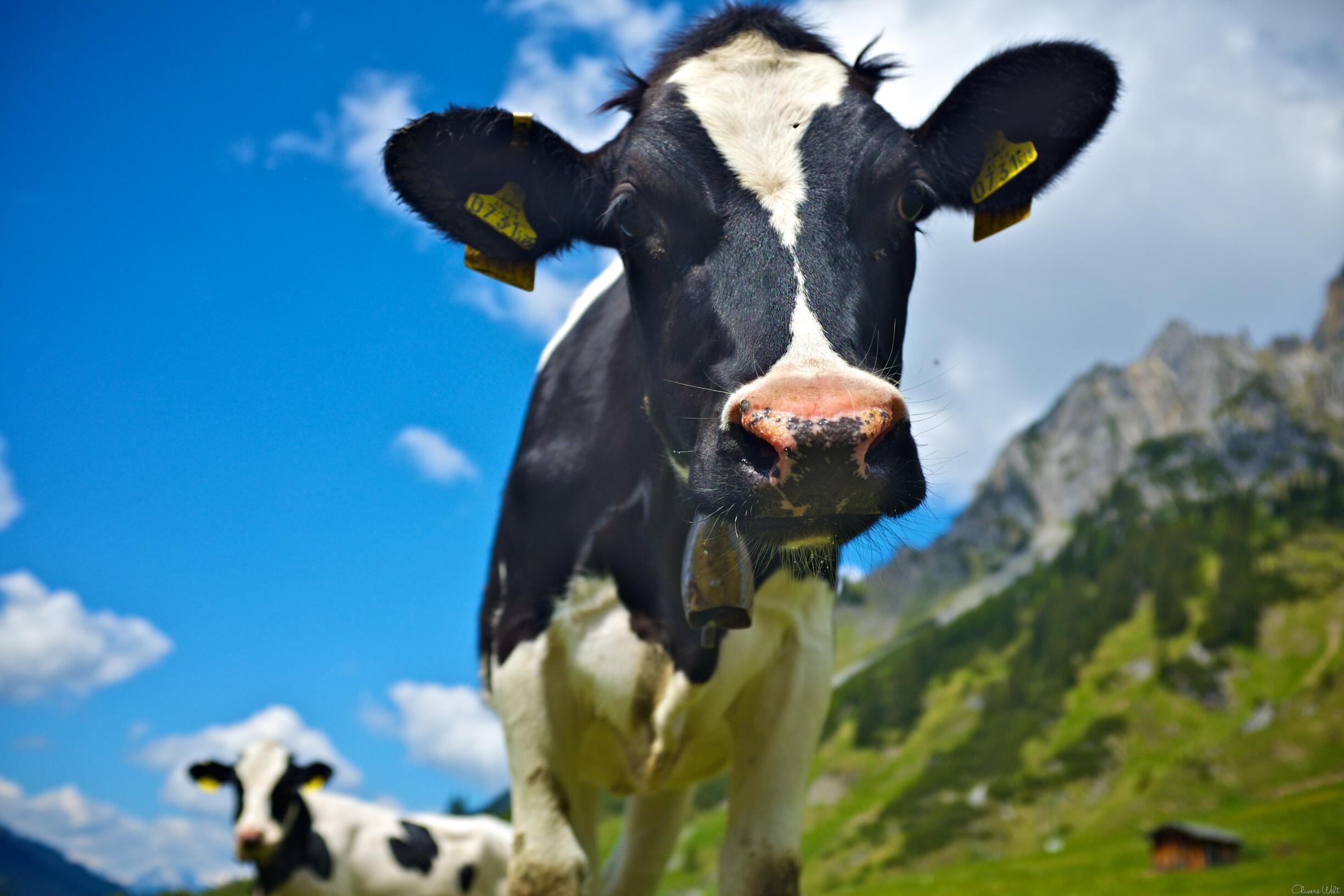 Bild ohne Beschreibung