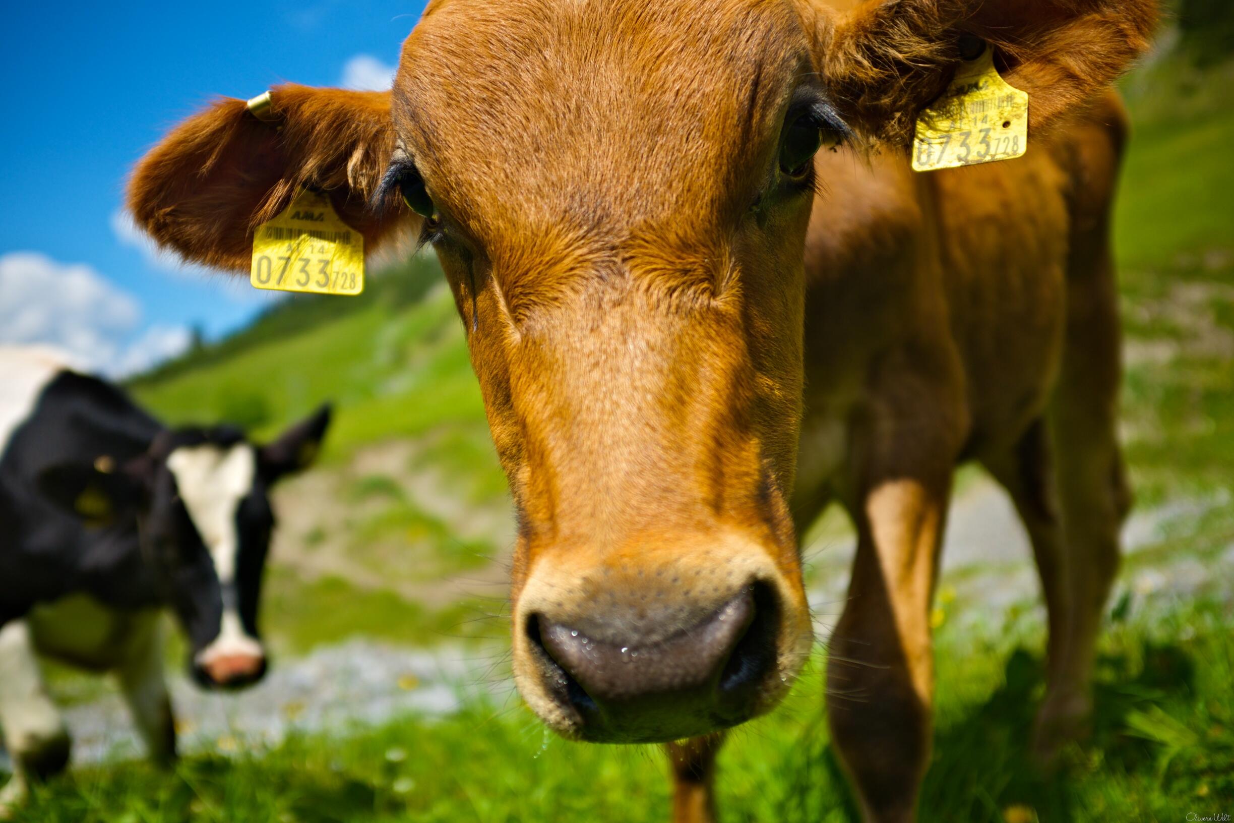 Bild ohne Beschreibung