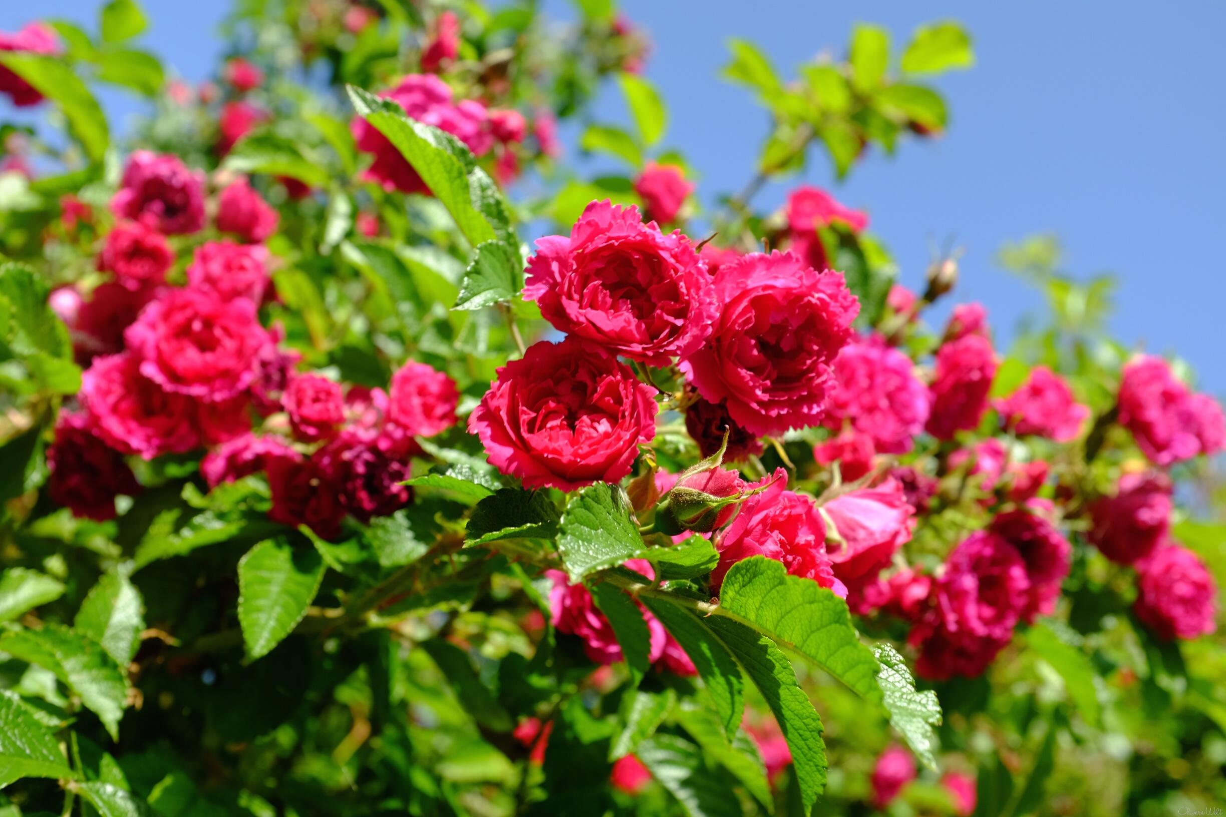 Bild ohne Beschreibung Bild ohne Beschreibung