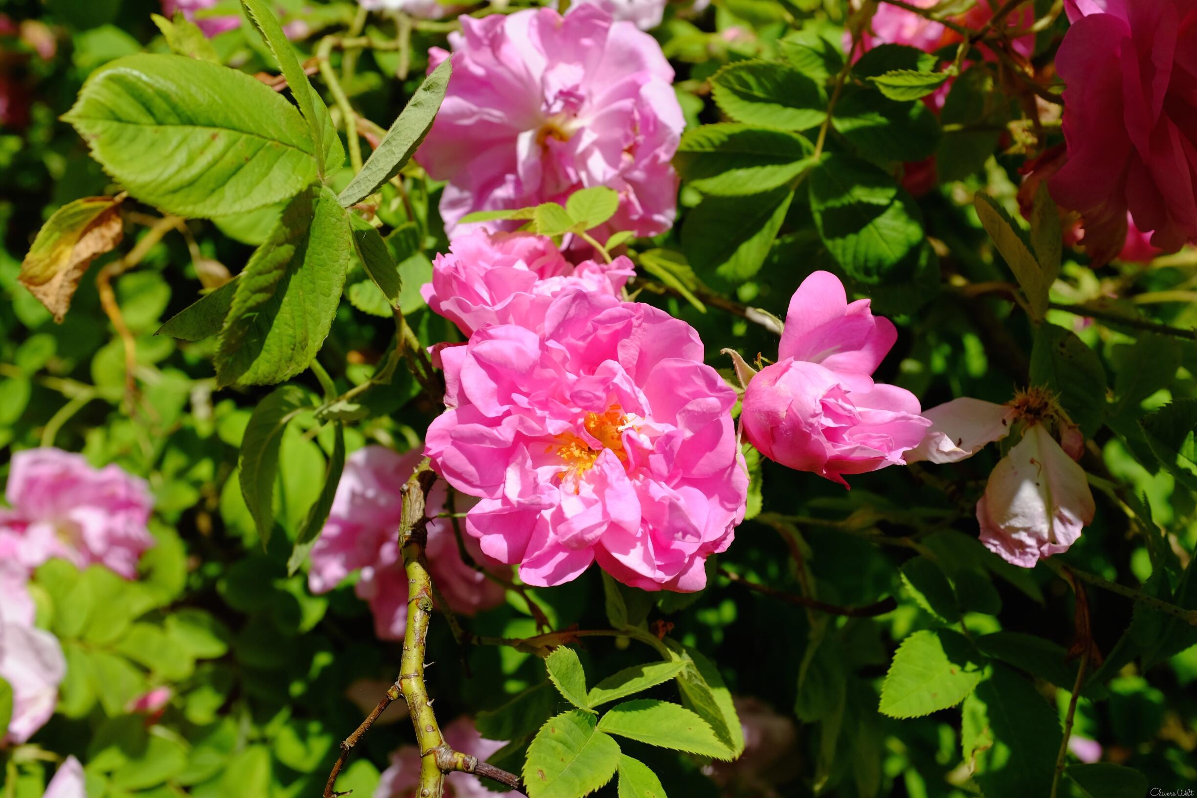 Bild ohne Beschreibung Bild ohne Beschreibung