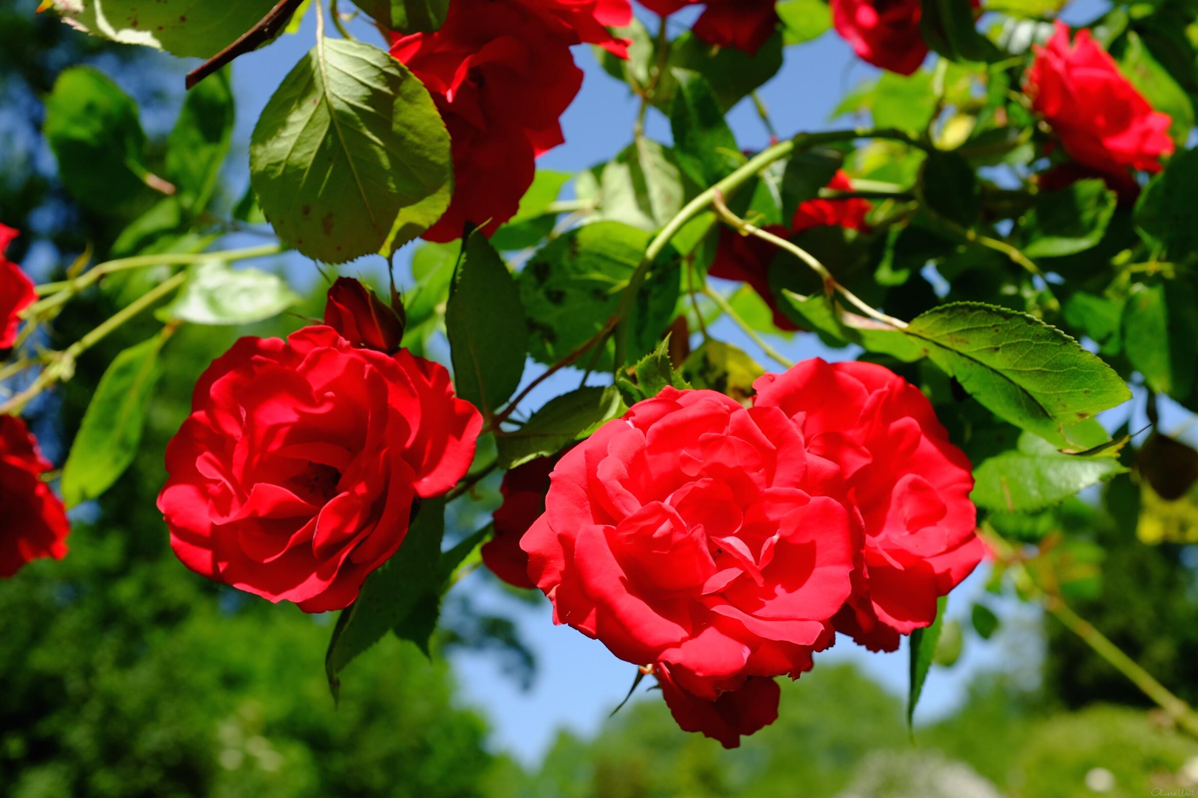 Bild ohne Beschreibung Bild ohne Beschreibung