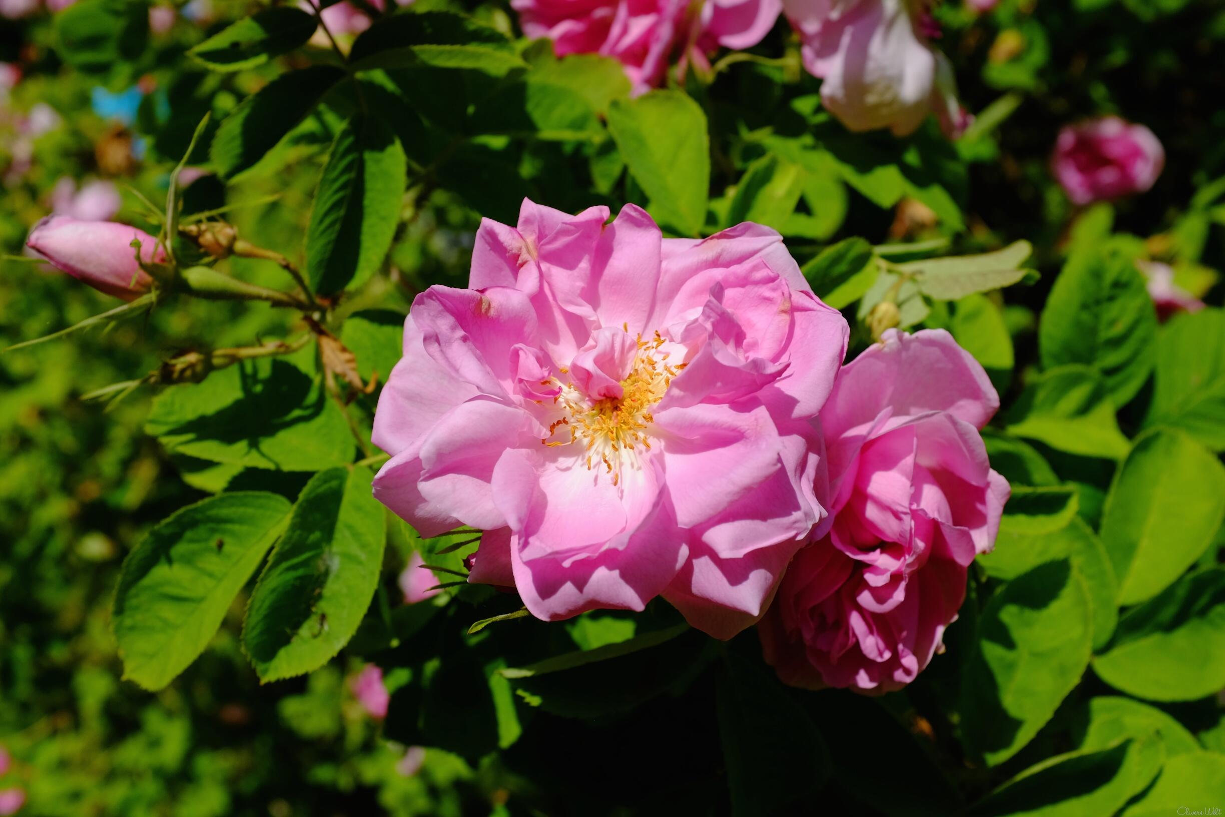 Bild ohne Beschreibung Bild ohne Beschreibung