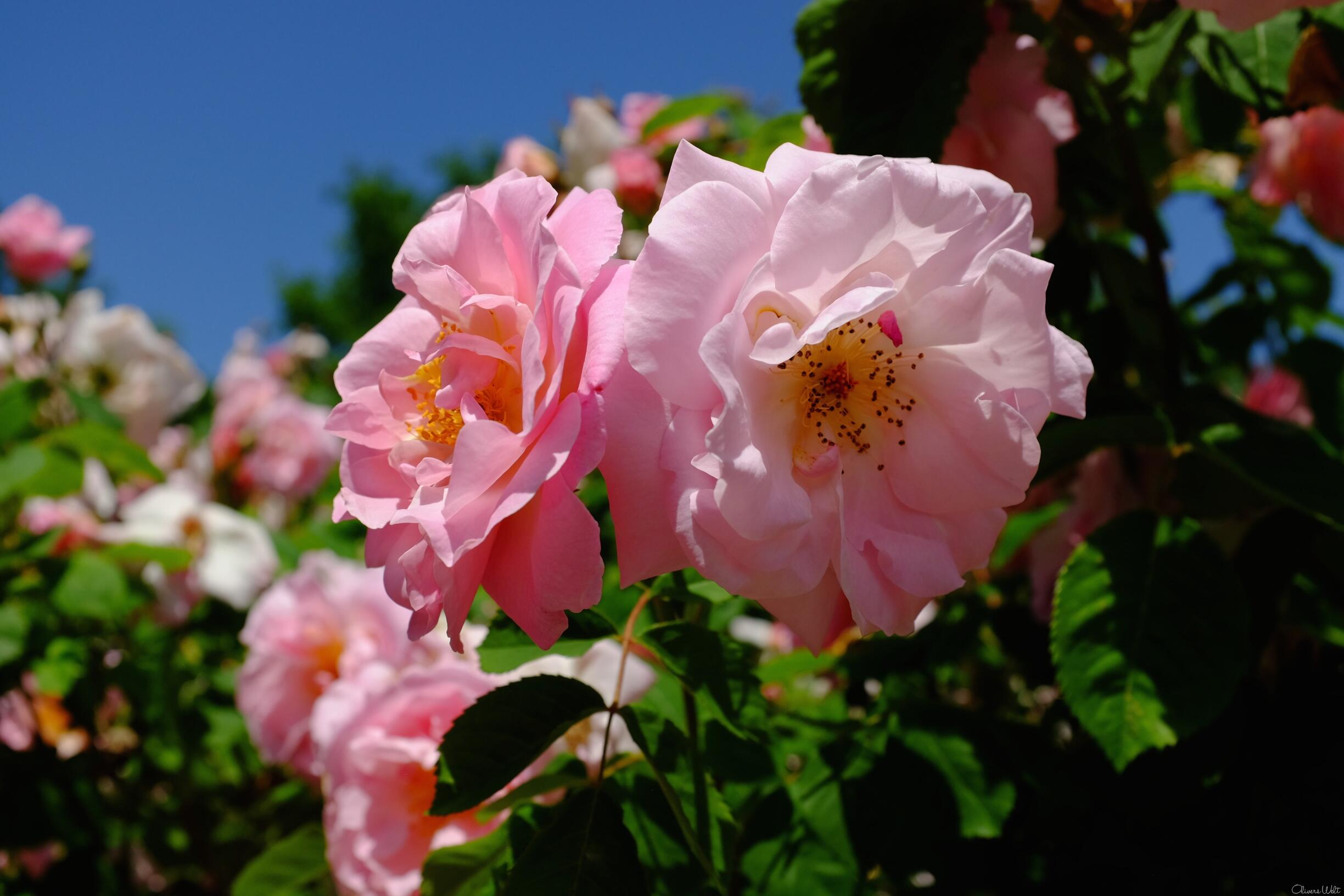 Bild ohne Beschreibung Bild ohne Beschreibung