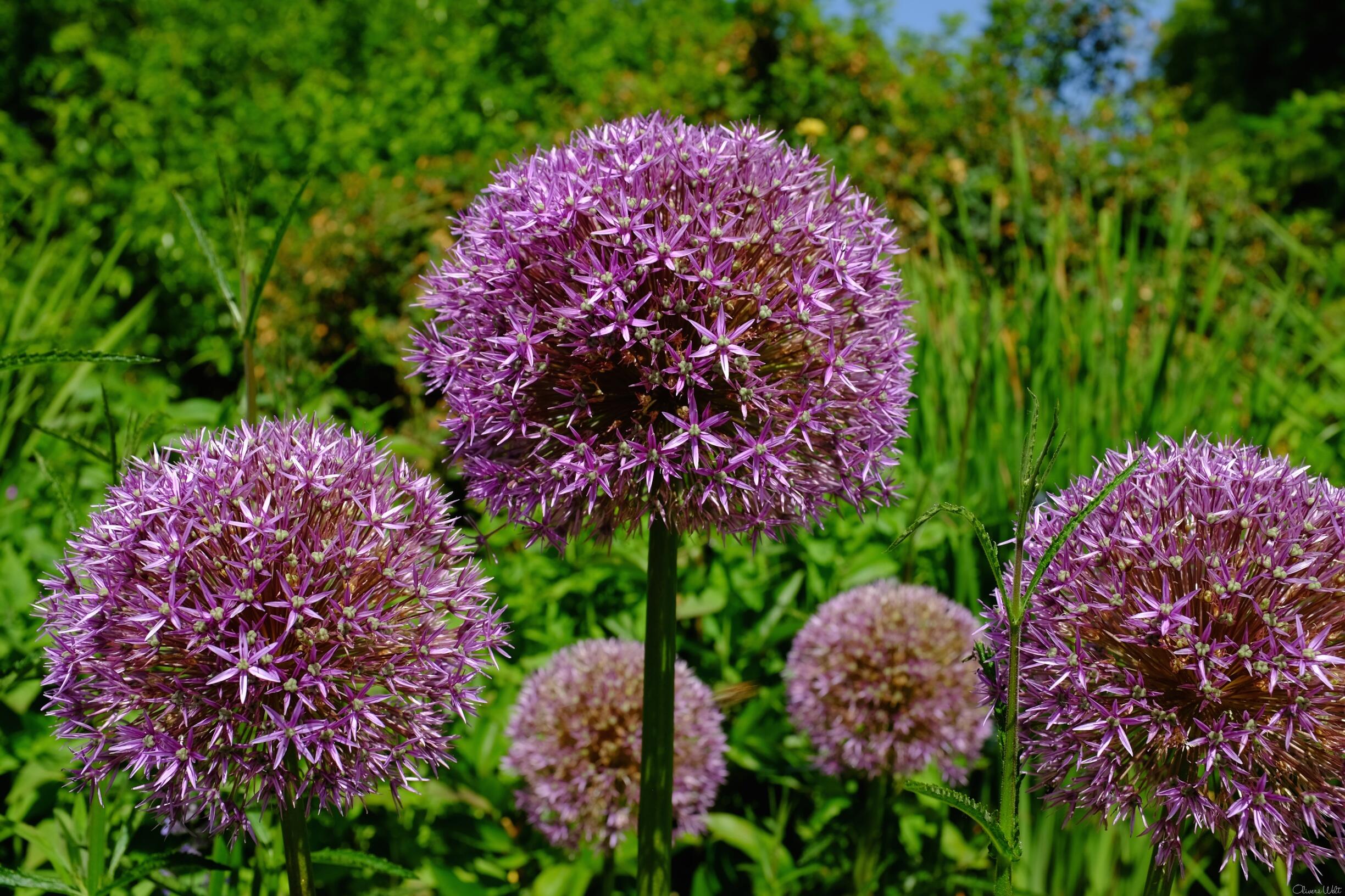 Bild ohne Beschreibung Bild ohne Beschreibung